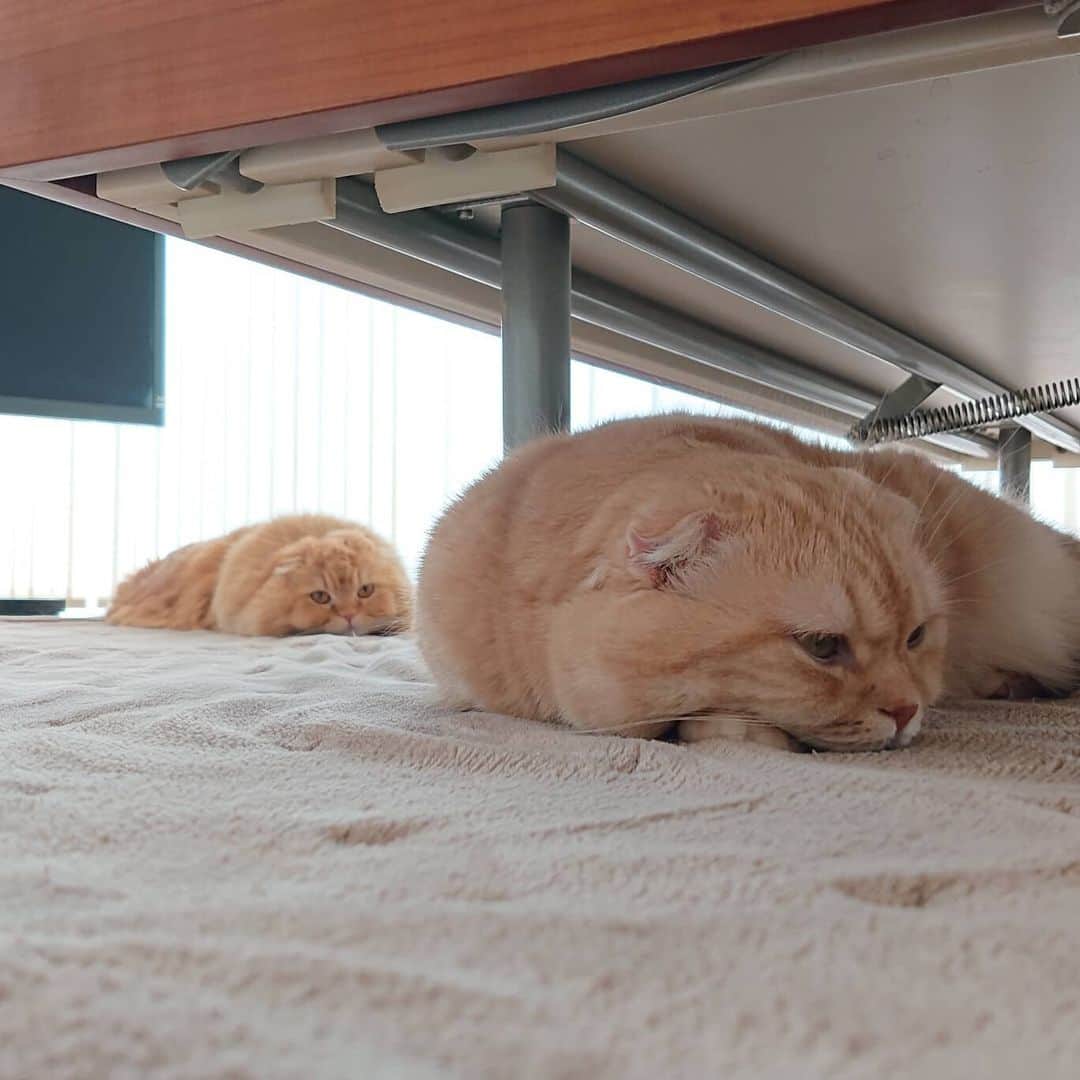 猫山田 Ａ. きなこさんのインスタグラム写真 - (猫山田 Ａ. きなこInstagram)「🐾 とろろお目々がまたシバシバでしぃ 🐾 Spring has come in Japan. A lazy day. 🐾 #とろろでしぃ  またお目々がシバシバでしよぉ… 春は揺らぐよね～って きなこちゃんが言ってたでしぃ とろろ今日はお休みをもらって リラクゼーションスペシャルってゆー 施術を受けているところでし とろろとろけるぅ～～～なのでしぃ 🐾 #とろろ働きすぎ #とろろを労う #雰囲気にすぐ飲み込まれる茶色組 #あなた達は元気でしょw 🐾 #にゃんすたぐらむ #ねこ部 #ねこすたぐらむ #にゃんだふるらいふ #ピクネコ #picneko #みんねこ #ペコねこ部 #ねこのいる生活 #catsofinstagram #catstagram #catlover #ilovemycat #catloversclub #catsofworld #catsofday #meowed #bestmeow #pleasantcats #pecotv #club_of_cats」3月23日 20時46分 - 20160121kinako