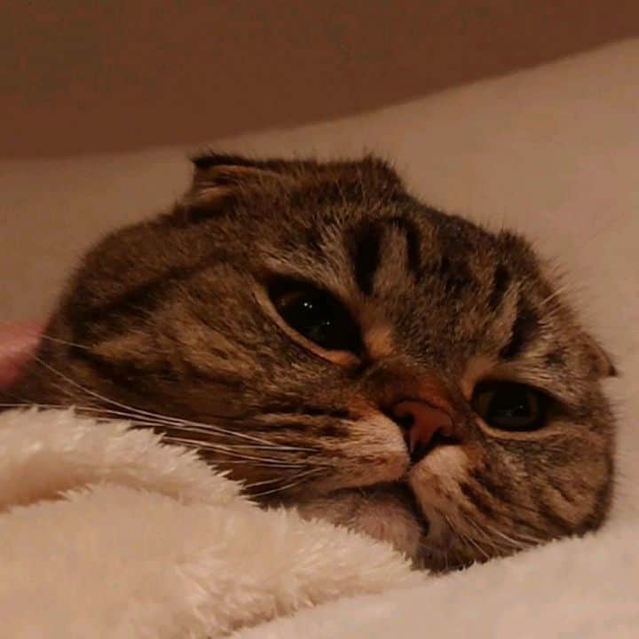 猫山田 Ａ. きなこのインスタグラム