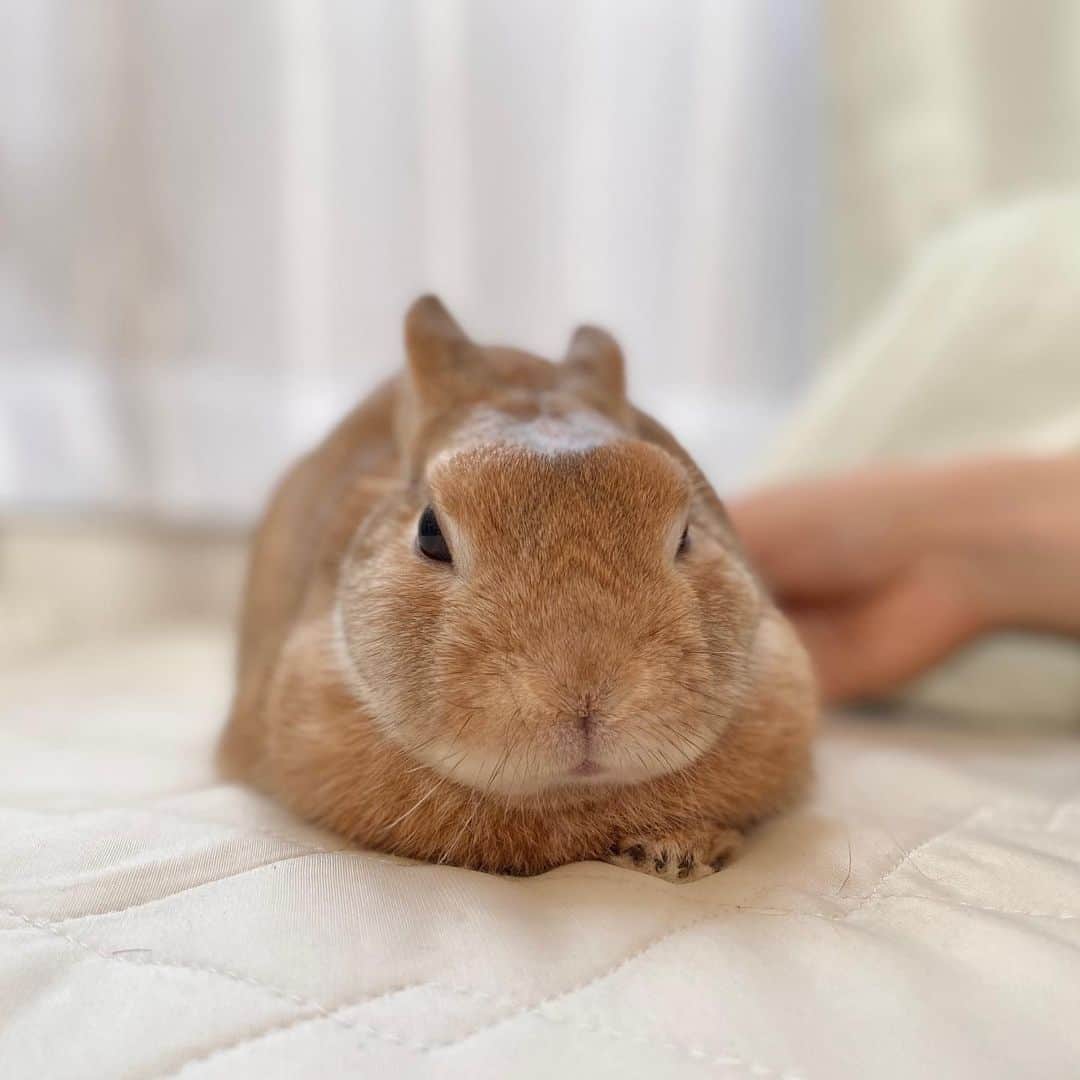 ラン?さんのインスタグラム写真 - (ラン?Instagram)「ほへー(･ω･*)って顔♡ いつもはリビングだけど、違うお部屋にくると、クンクン探検(^ω^)からの寝る(_*˘꒳˘*)_ｽﾔｧ…zzZ (笑) ☆  #うさぎ #ネザーランドドワーフ #rabbit #bunny #bunnystagram  #rabbitstagram  #cute  #かわいい #ふわもこ部  #もふもふ  #zip写真部  #アニマル写真部 #instagramjapan #netherlanddwarf #うさぎと暮らす  #うさぎのいる暮らし #癒し #kawaii #ランちゃん  2020.03.23」3月23日 20時53分 - mofumofuusako