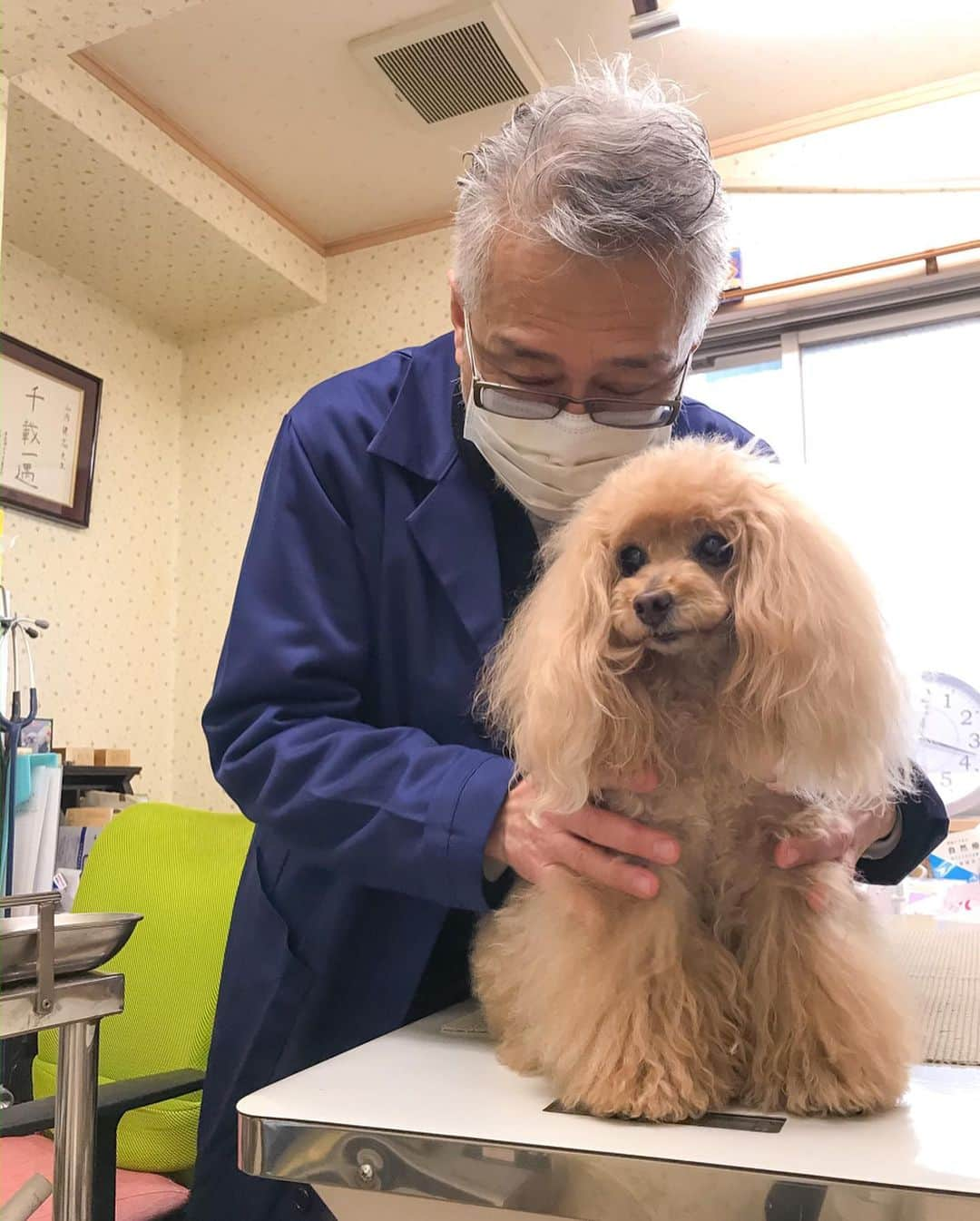 Toypoodle Mikuru?Asakusa Tokyoさんのインスタグラム写真 - (Toypoodle Mikuru?Asakusa TokyoInstagram)「20200321 Saturday. みきゅるんるん東洋医学🏥の日でした😊 今回で6回目。ちょうど半年です。 ヘルニアの再発もなかったし、胆泥の治療にも効果的ですよ👍🏻 . 家でもお灸ができるように 今回無煙タイプの棒灸をいただきました😊 以前購入したのは、普通の煙が出るタイプだったので 部屋でやっていとモクモクの煙になって火災報知器がならないか心配だったので😅 これでお家でもお灸ケアができます👍🏻👍🏻👍🏻 . #みくるの健康事情 #東洋医学 #スノウメープル獣医東洋医学クリニック #ヘルニア #副腎腫瘍」3月24日 7時43分 - purapura299