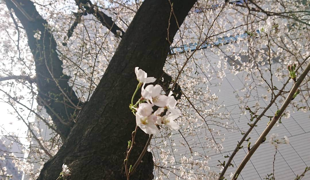 桜花さんのインスタグラム写真 - (桜花Instagram)「またまた春、みっけ🌸  街角でも、季節を感じられるとほっとするし  わくわくします🌷  春だなぁ🍀  もうすぐわくわくな予定があります、それに向けてがんばりマウンテン🗻🍀 みなさん、本日もナイスな１日にいたしましょ✨  #春みっけ  #春  #spring」3月24日 6時16分 - mountainohka