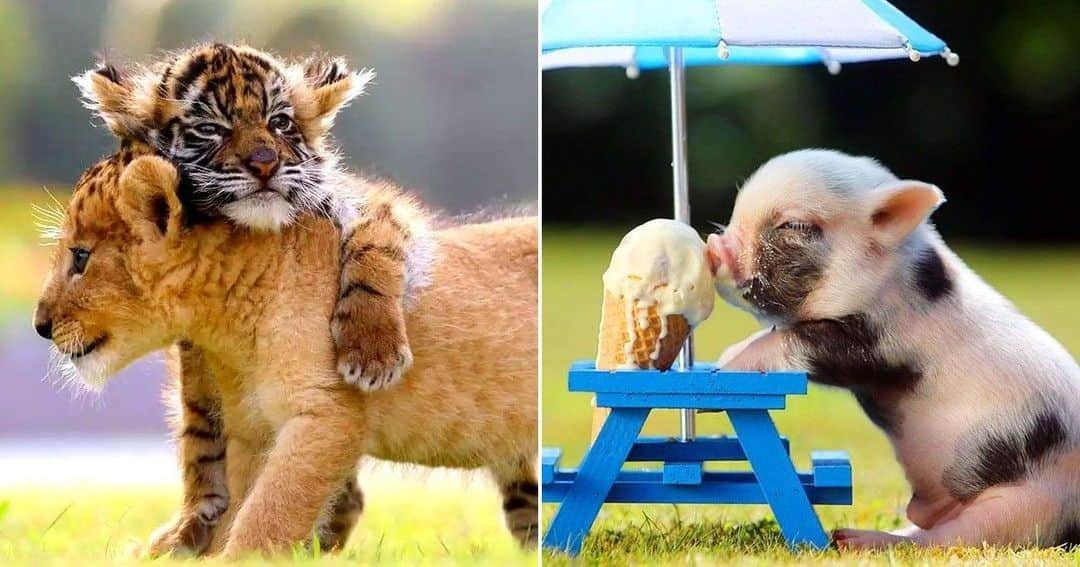 Baby Animalsさんのインスタグラム写真 - (Baby AnimalsInstagram)「What's cuter, pic 1 or pic 2?」3月24日 6時32分 - thebabyanimals