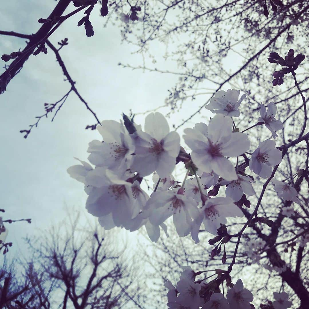 寺川綾さんのインスタグラム写真 - (寺川綾Instagram)「🌸桜🌸 少しずつ開花✨ 桜が咲くと春って感じですね🌸 #桜 #春 #ポカポカ陽気だったり #寒くなったり #体調に気をつけよ」3月24日 6時47分 - terakawaaya_official