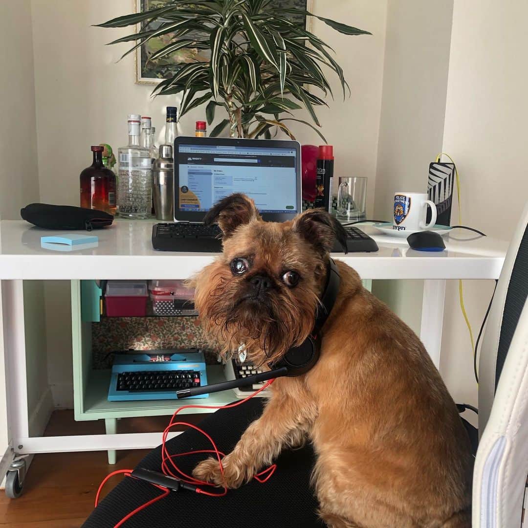Digby & Aloのインスタグラム：「When you’re working from home but want to keep the liquor within arms reach. #pourmeaquarantini」