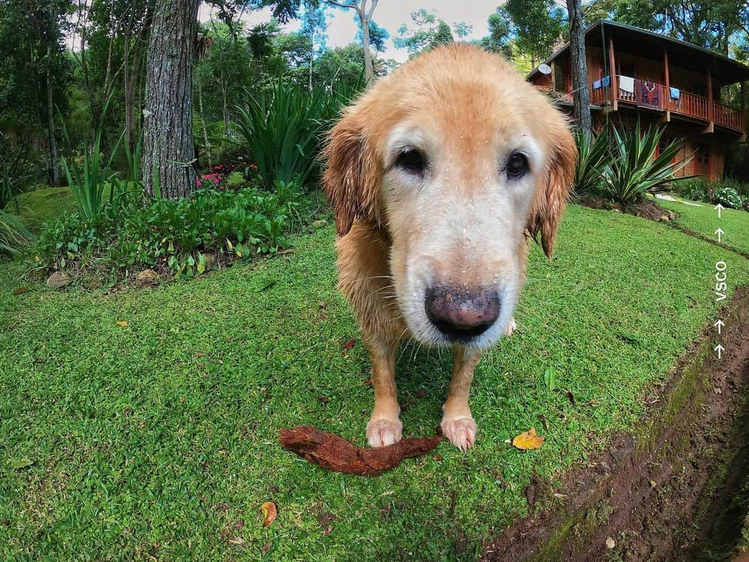 Bruno Gissoniさんのインスタグラム写真 - (Bruno GissoniInstagram)「O seu cão também fala com os olhos ?」3月23日 22時42分 - brunogissoni