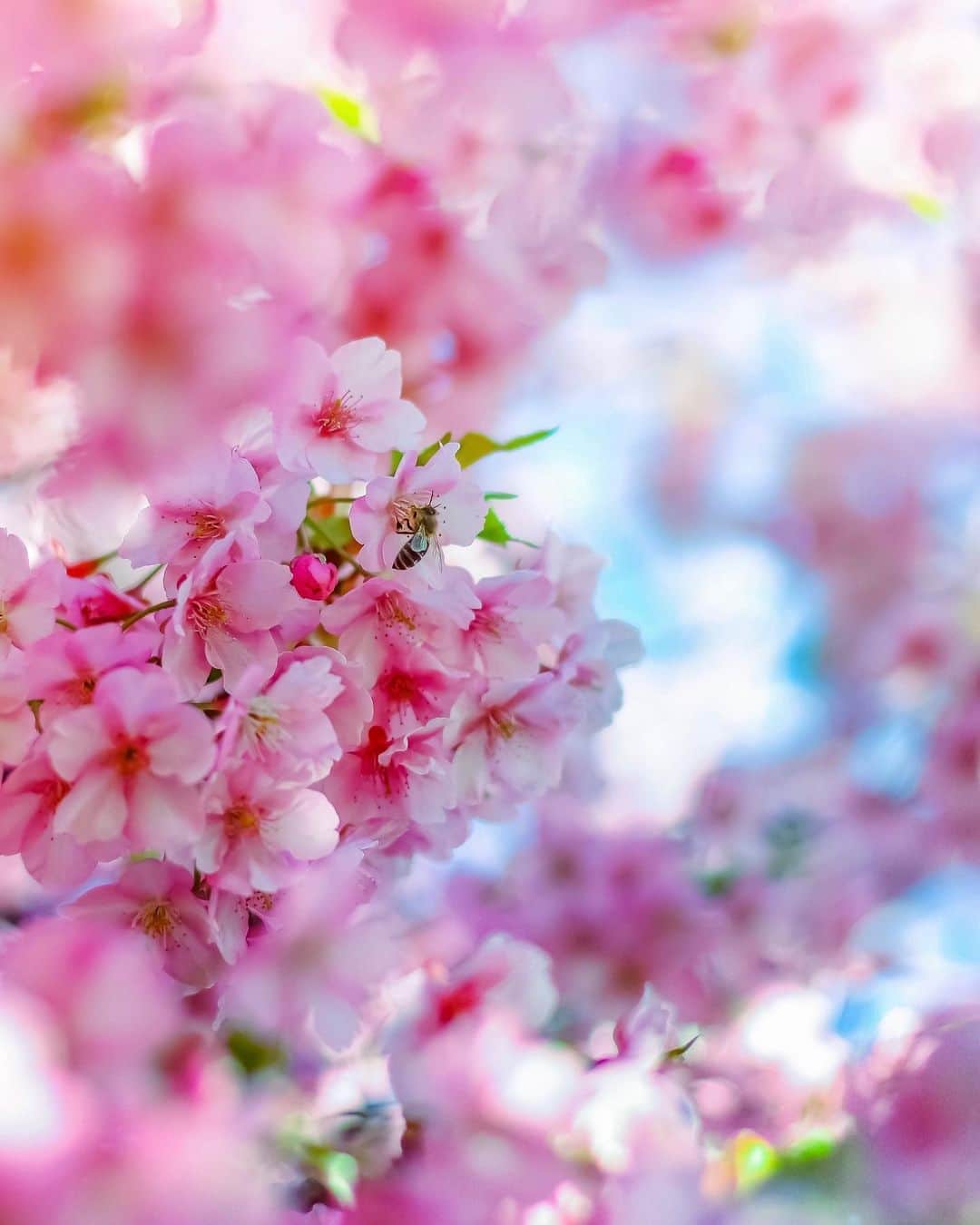 メグのん♡ A k i k oのインスタグラム：「♡ I hope people all over the world can have a happy spring with peace of mind. . . . コロナウイルス。 はよ消えろ。 お願いします。 . . . ♡」