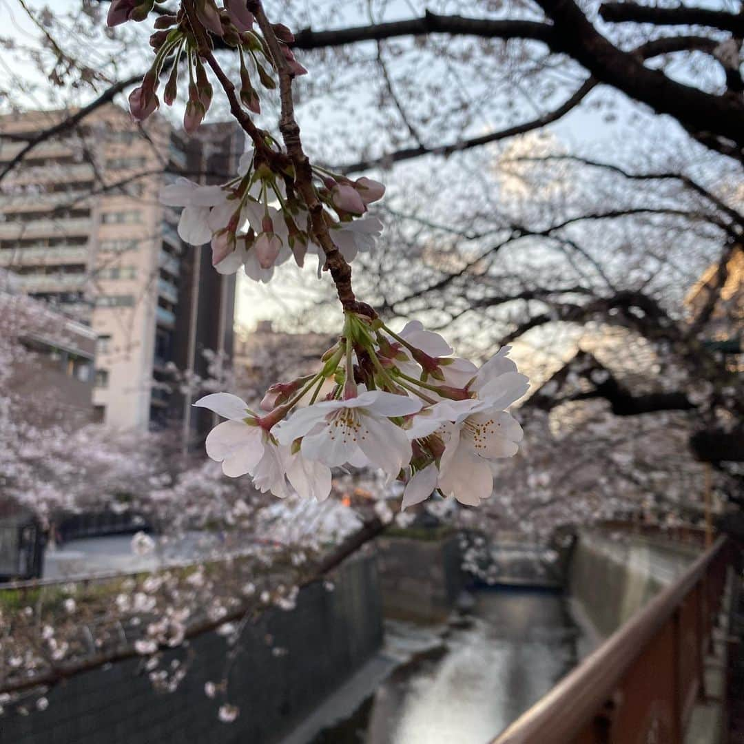 宮川大輔さんのインスタグラム写真 - (宮川大輔Instagram)「#今日の目黒川 #桜 #4分咲きくらい #満開まであと少し」3月23日 22時57分 - miyagawadai