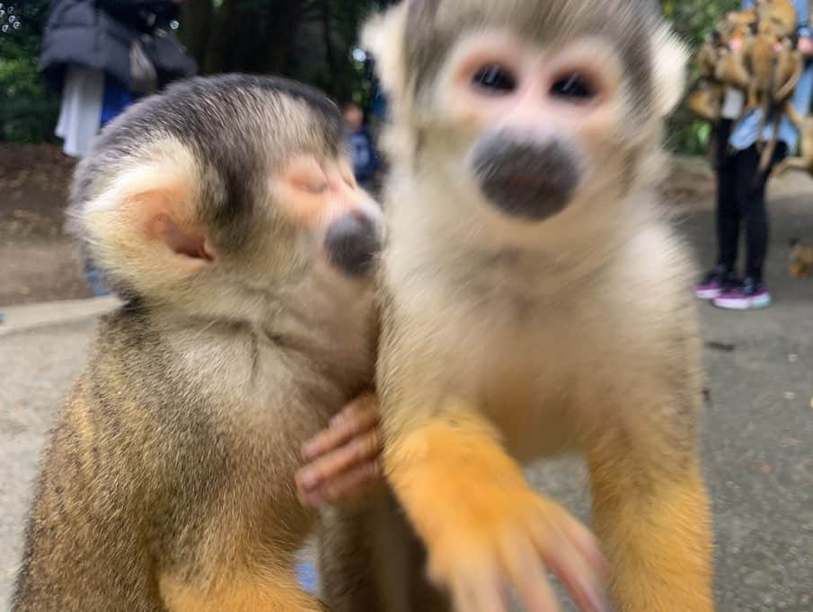 高野桃子さんのインスタグラム写真 - (高野桃子Instagram)「おさるさま特集🐒 後半の写真カバン開けようとするおサル🙈と、いつのまにか私のおなかの上で寝ちゃったおサル🙊💤もしかしてママだと思ってました？  #リスザル #アブー #ママは大変」3月23日 22時59分 - takano_sd