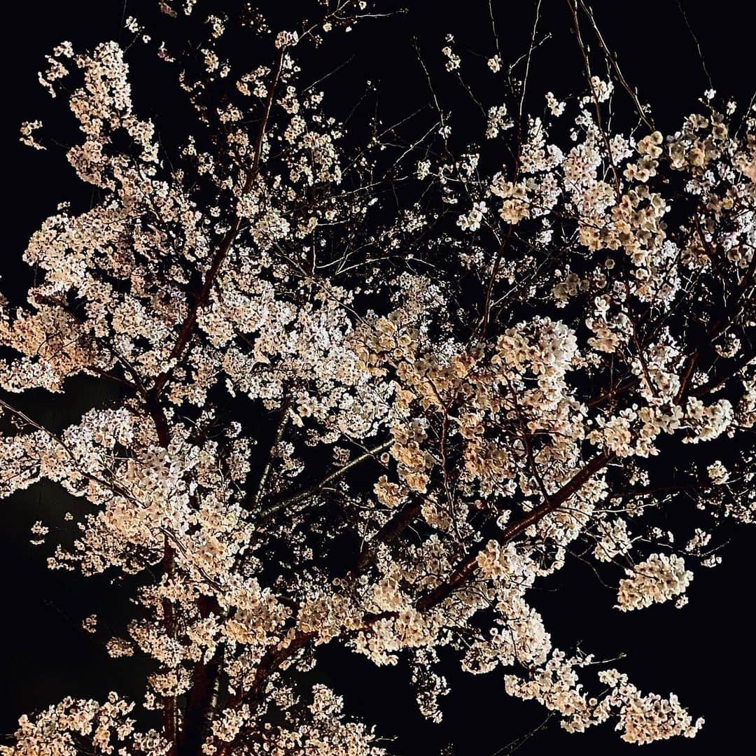 片山正通さんのインスタグラム写真 - (片山正通Instagram)「自宅の周辺に待望の桜が！！！春。 @ 世田谷  Long-awaited cherry blossoms around my home! ! !  Spring has come.  @ Setagaya」3月23日 22時59分 - masamichi_katayama