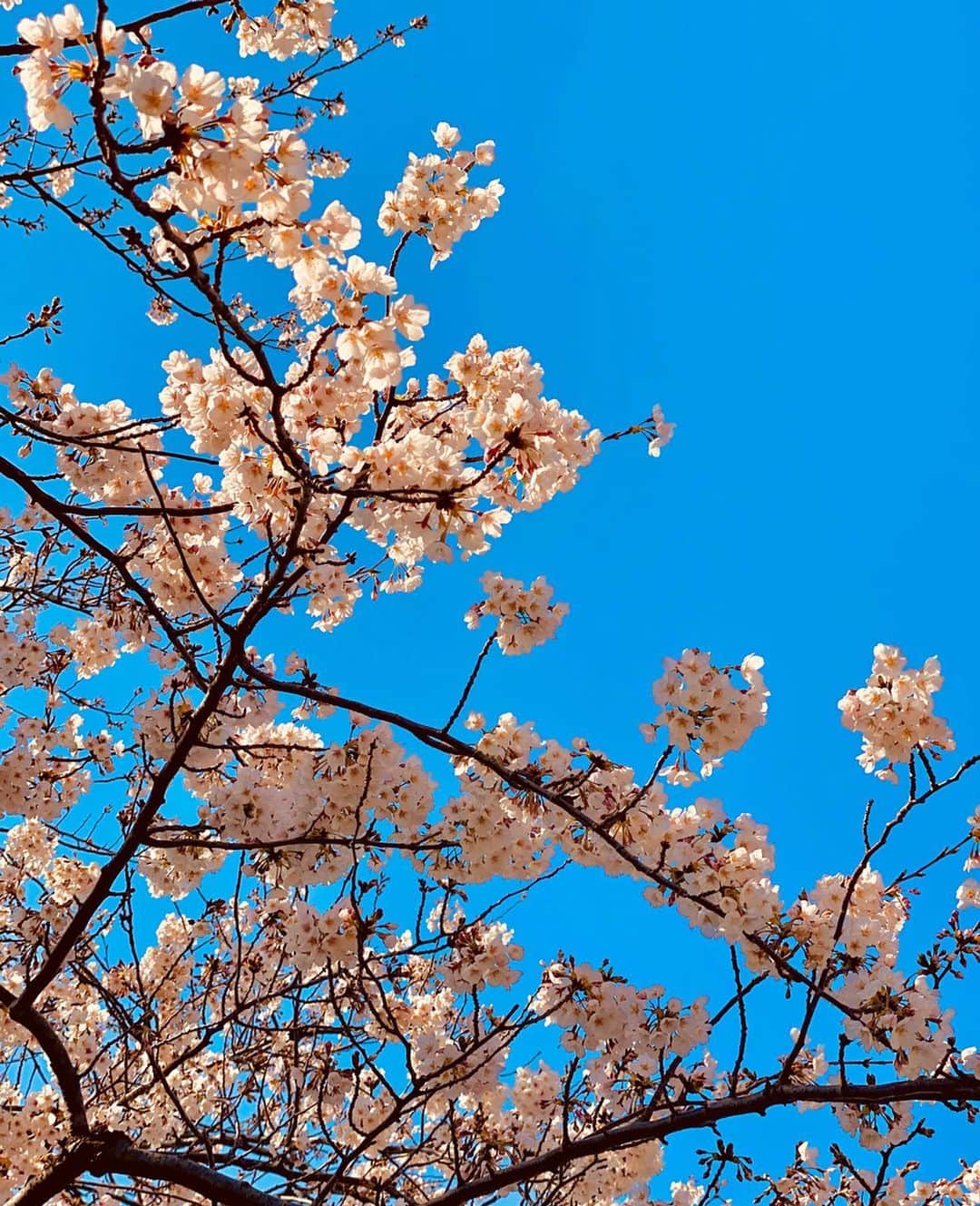 真衣ひなのさんのインスタグラム写真 - (真衣ひなのInstagram)「in full bloom soon🌸 優しい言葉をもらったら嬉しい ‪誰かにお裾分けしてもっと嬉しい そうして繋いでゆく 優しさのリレー🏃‍♀️‬ . #トゲトゲさんからは #なるべくそっと離れよう #心の針は明るい光のほうへ #ひなの雑記 . stall @tomorrowland_jp outer  @bananarepublic_jp」3月23日 23時27分 - hinano_mai