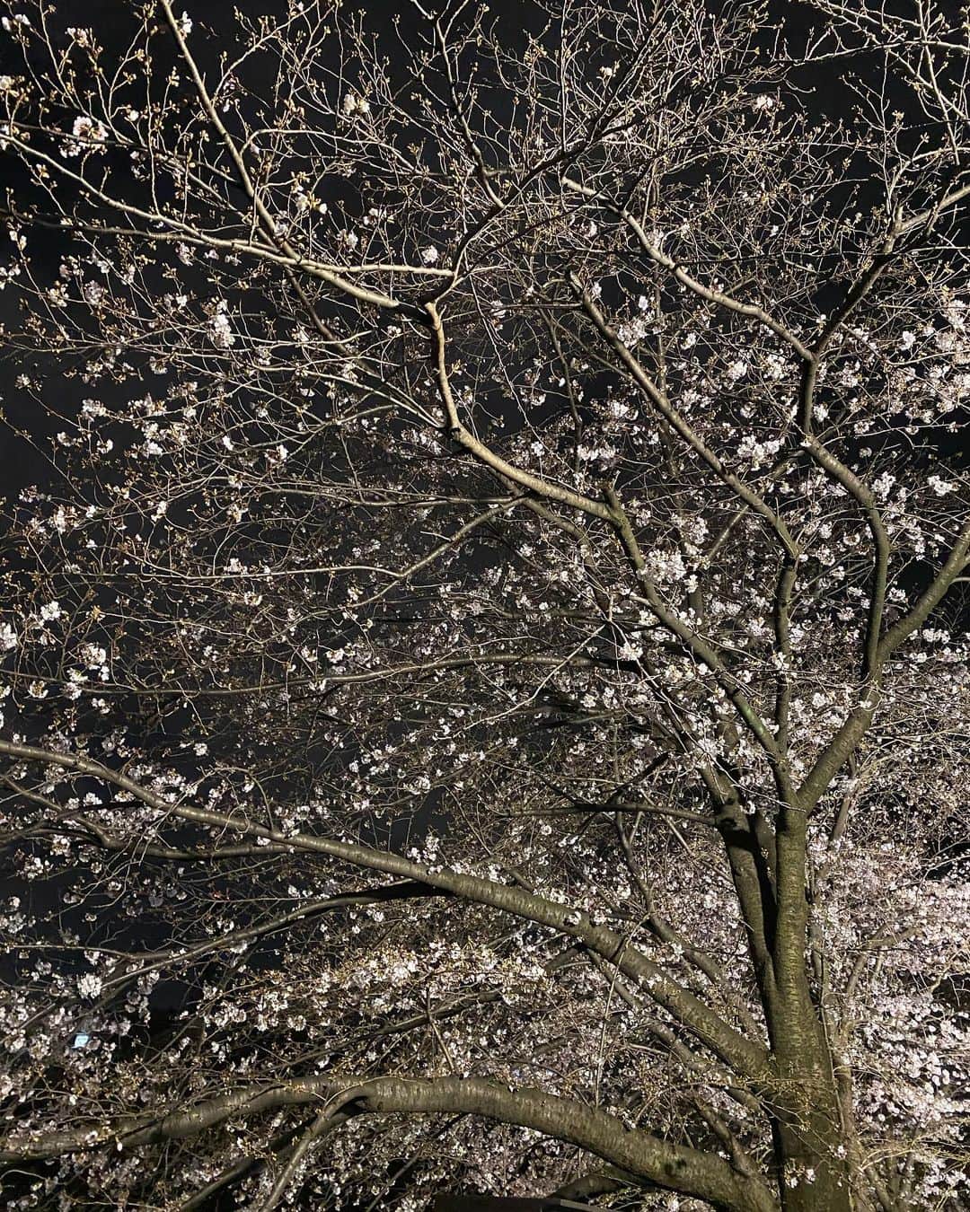 小川哲史さんのインスタグラム写真 - (小川哲史Instagram)「夜桜 #sakura」3月23日 23時27分 - satoshiogawa92