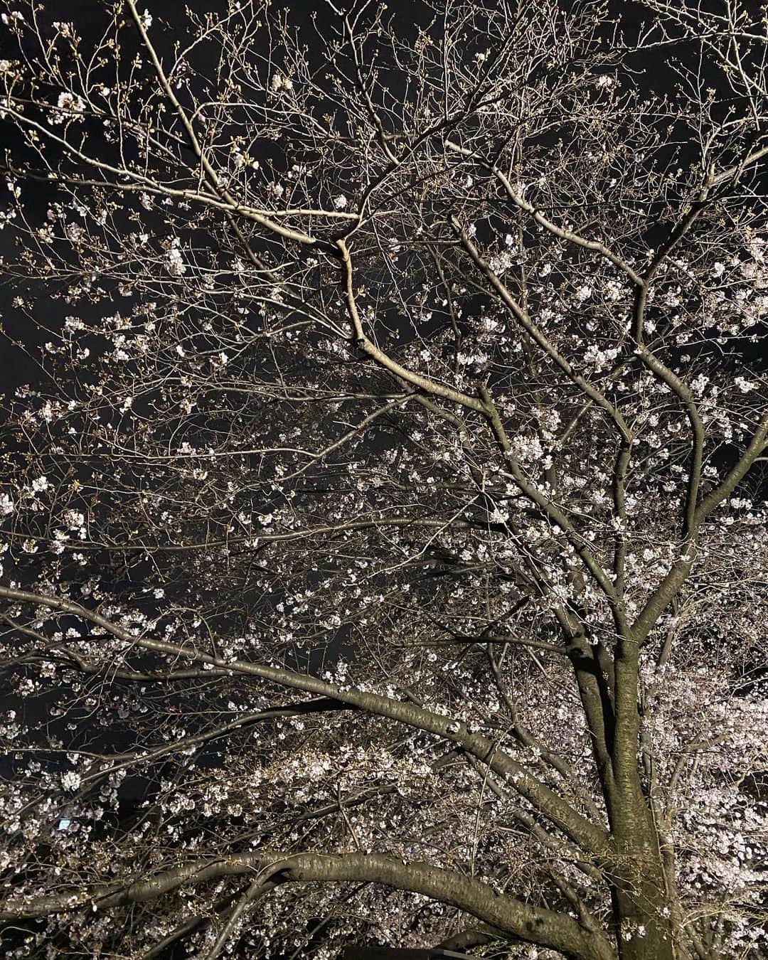 小川哲史のインスタグラム：「夜桜 #sakura」