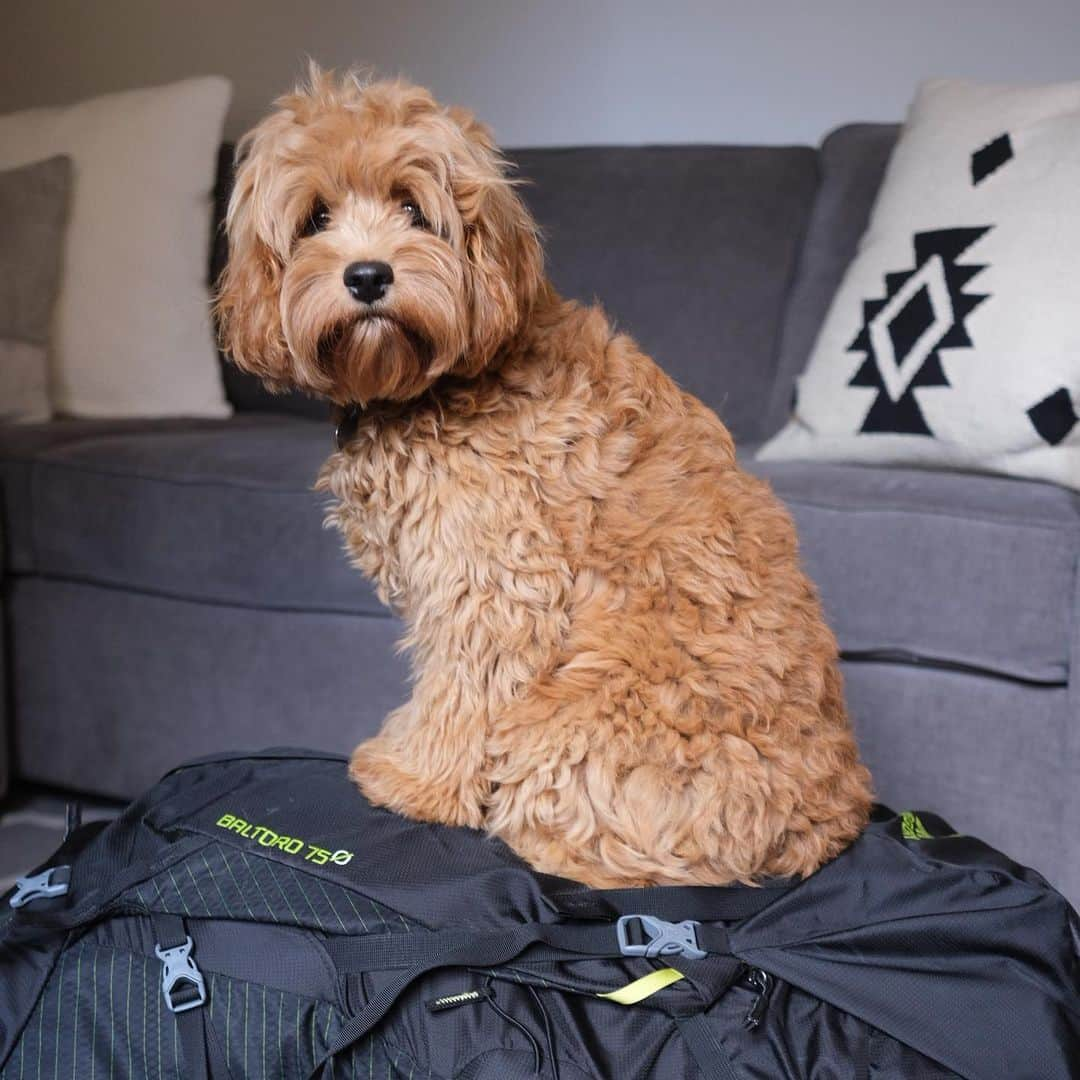 グレゴリーさんのインスタグラム写真 - (グレゴリーInstagram)「🐶GIVEAWAY 🐶 We need pictures of puppies now more than ever! For every human whose love language is dog, share a photo of your pooch and enter to win a new, Gregory hiking pack! No dog, no big woof. Any canine enjoying the outdoor world is welcome. Cats in a dog suit qualify too, if that's your jam. #NationalPuppyDay  How To Enter: - follow Gregory - share a photo with #pupsandpacks and tag @gregorypacks so we don’t miss your entry! - like this post for extra entries - contest runs 3/23 – 3/26 11:59PM MTN - winner will be chosen randomly - must be in the US to win」3月23日 23時41分 - gregorypacks