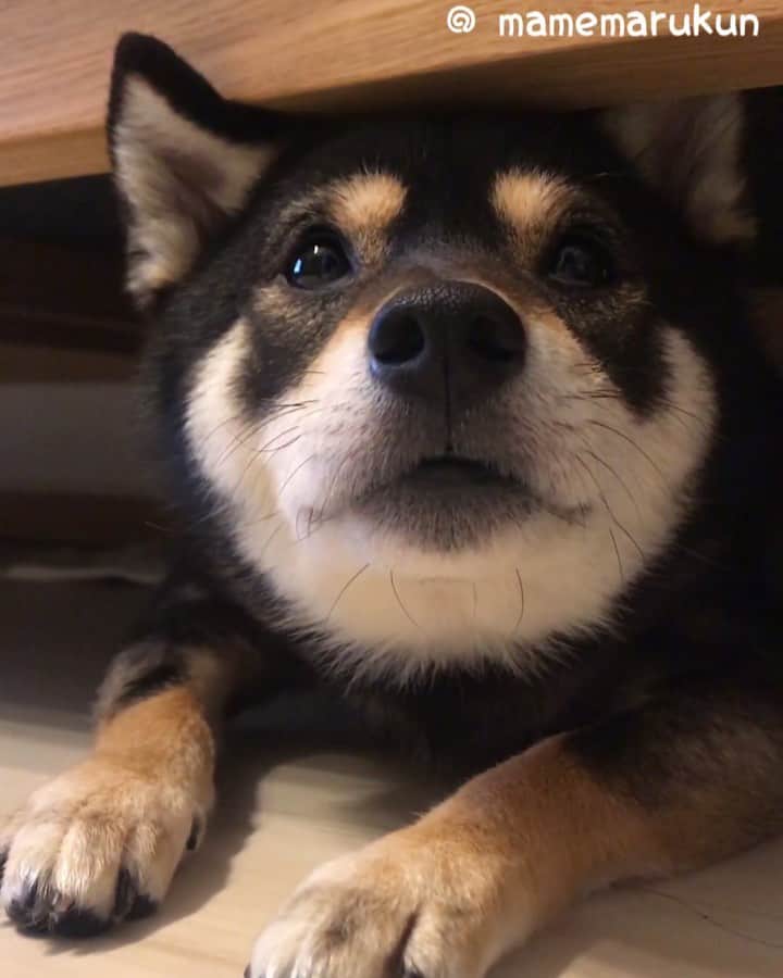 まめ丸のインスタグラム：「* * トイレシート1枚をもって ソファの下にたてこもるぼく🐶💓 #ソファの下のまめ丸 シリーズ * #今日のイタズラ #トイレシートは背後にあるよ #おかおまるい * #柴犬#豆柴#柴#黒柴#犬#しばいぬ#ふわもこ部#shiba#shibainu#shibastagram#shibadog#puppylove#puppy#instadog#dogstagram#dog#pet#petstagram#adorable#cute#cutedog#worldofcutepets#dailyfluff#weeklyfluff」