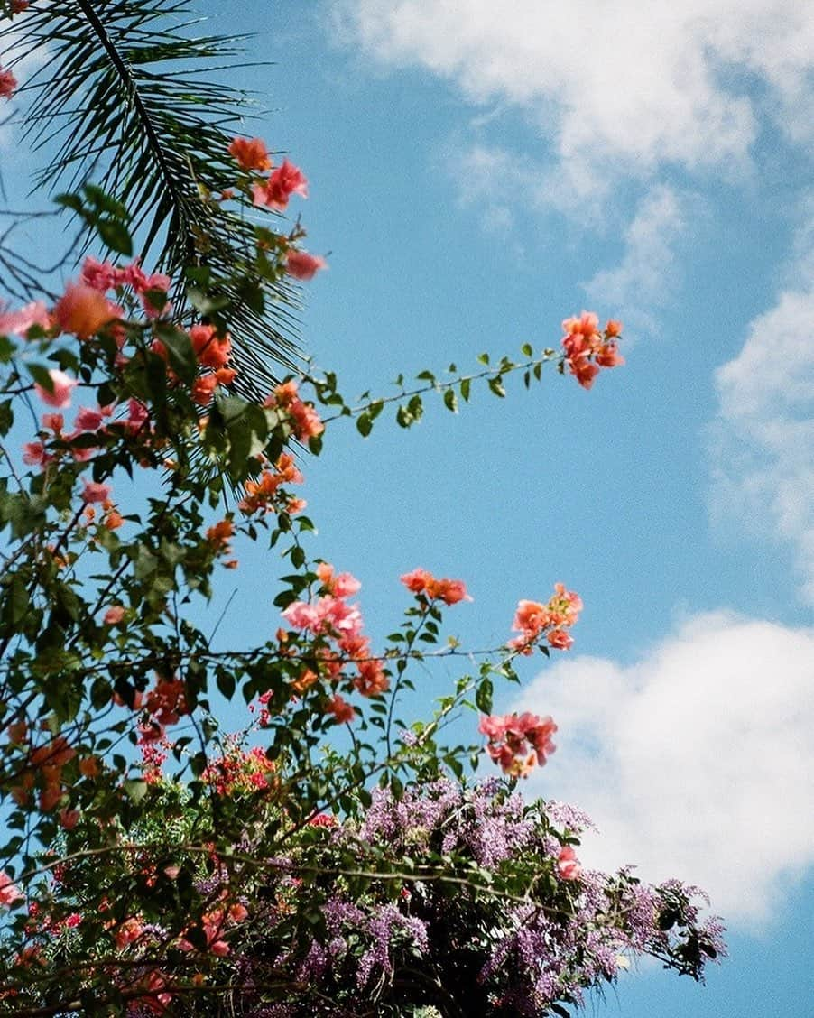 エマ・マッキーのインスタグラム：「La Primavera 🌺 • • • 📷 @lil_clart」