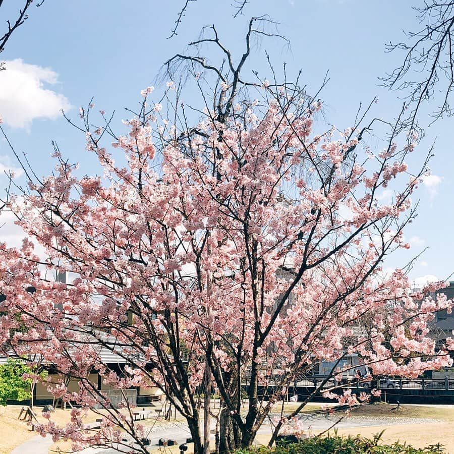 平野ノラさんのインスタグラム写真 - (平野ノラInstagram)「弘と桜🌸📸by nora💘  #藤岡弘、さん #しばらく毎日 #イカす #弘、シリーズ #1弘目 #平野ノラ」3月24日 0時23分 - noranoranora1988