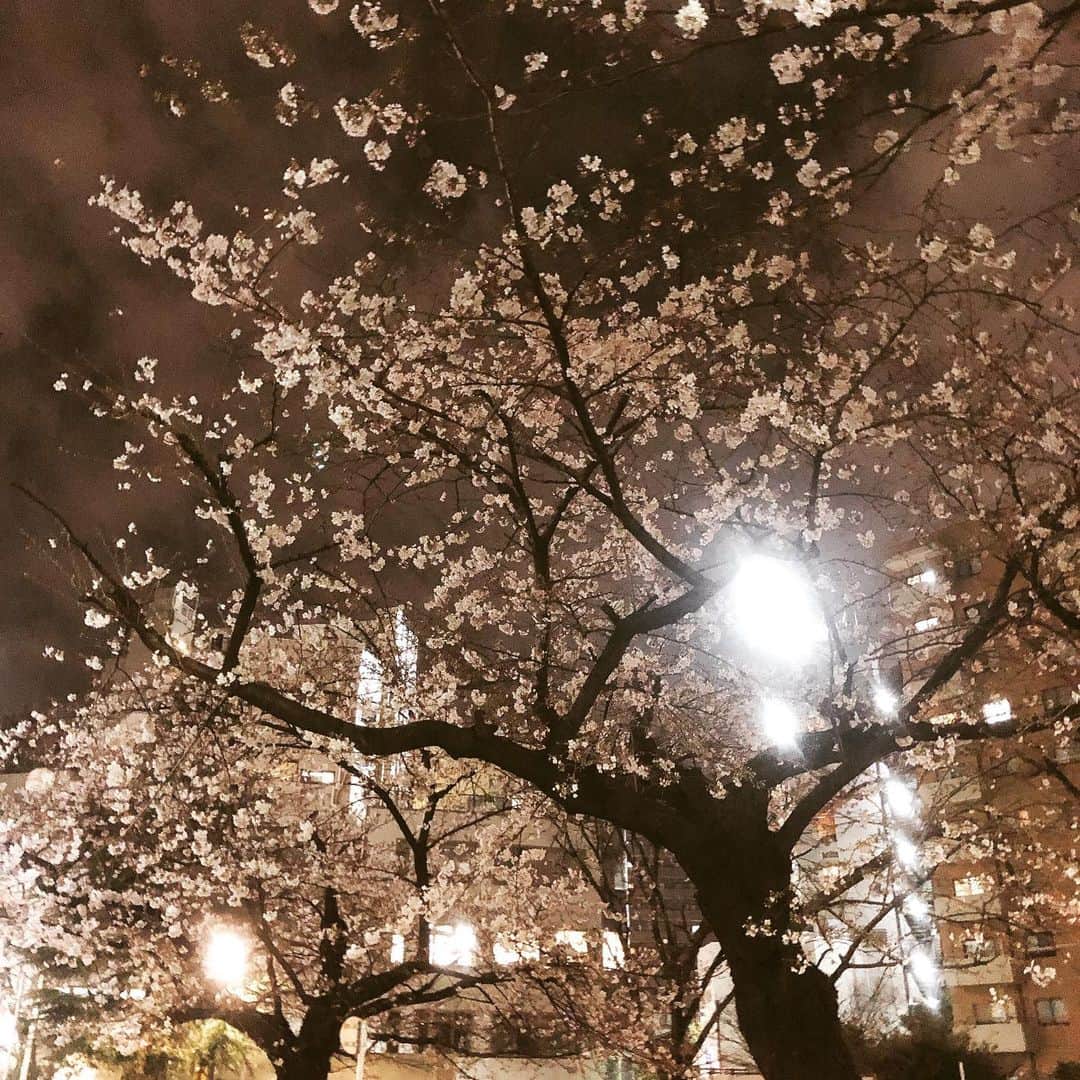 冨田寛治のインスタグラム：「こんばんは。  最近桜投稿多めですみません。笑  今日も恵比寿できれいな桜を見つけたので📸してきました。中目黒の目黒川沿いの桜をまだ満開の時に見たことがないので今年こそ行ってみたいです🌸  本日もお疲れ様でした😊  また明日も頑張りましょう！  #桜　#夜桜　#開花　#恵比寿 #キレイでした　#タコ公園 #🌸 #俳優　#モデル　#navyinc #1日1投稿　#いいね返し #いいねした人全員フォローする」