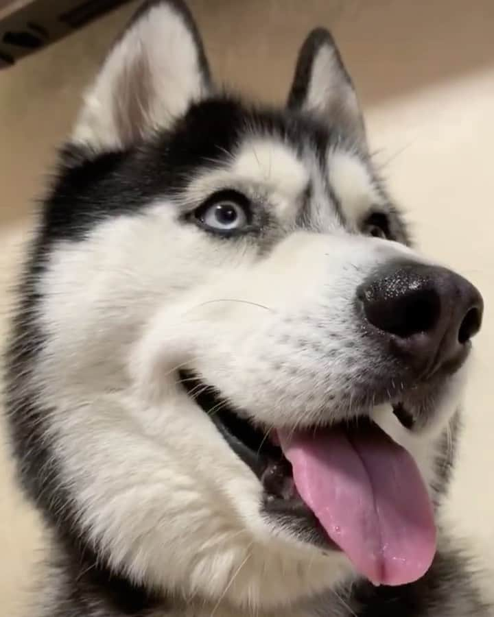 husky and malamuteのインスタグラム：「Love me and love my dog.😌😌」