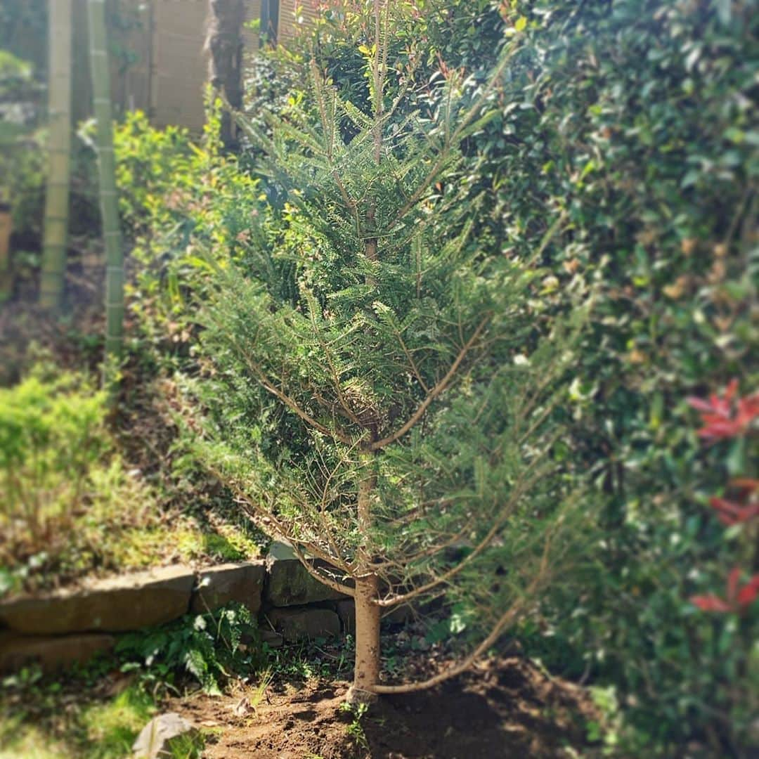 坂本美雨さんのインスタグラム写真 - (坂本美雨Instagram)「🌲🌲🌲 うちの小さな中庭にモミの木がやってきた とてもとてもかわいい 年がら年中キラキラさせたい  @the.daffodils.flowershop  加藤くんありがとう！  #cat #サバ美」3月24日 0時41分 - miu_sakamoto