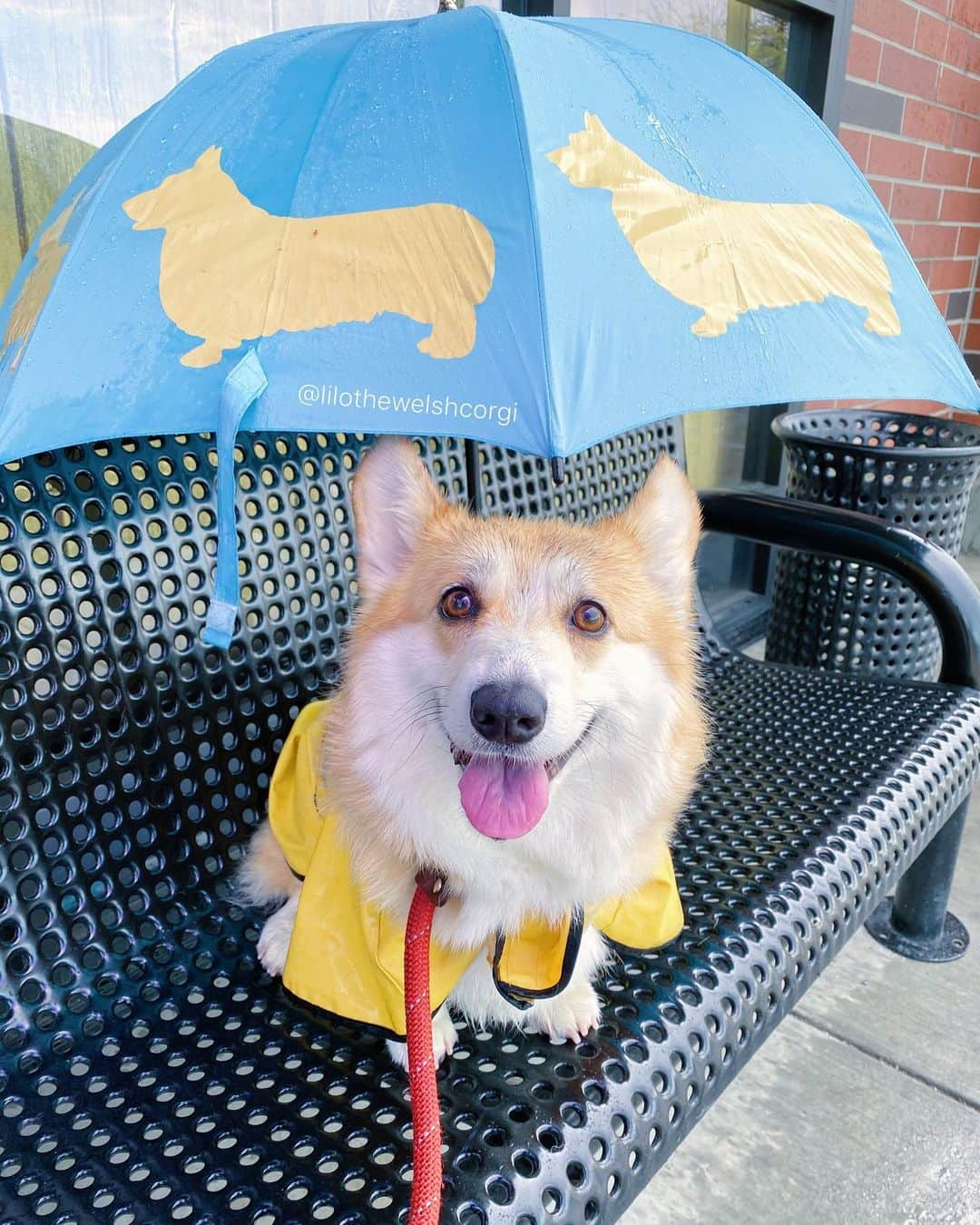 Liloさんのインスタグラム写真 - (LiloInstagram)「Just a corgi in a raincoat with a corgi umbrella ☔️」3月24日 1時18分 - lilothewelshcorgi