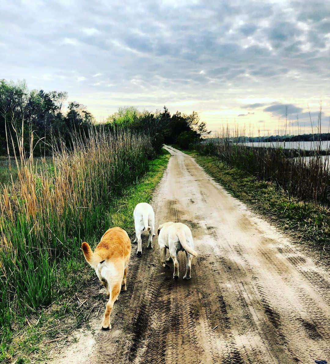 Huckのインスタグラム：「Just practicing our social distancing... 🐾💛 . . . . . . . #talesofalab #yellowlab #labrador_class #thelablove_feature #yellowlabsquad #englishlabrador #labphotooftheday #fab_labs_ #yellowlabsofinstagram #labsofinstagram #puppiesofinstagram #worldofmylab #talesofalabpuppy #instalab #labsofinstagram #labradorretriever #labsofinsta #johnsisland #sunset #selfdistancing #huck #george #gibbes」