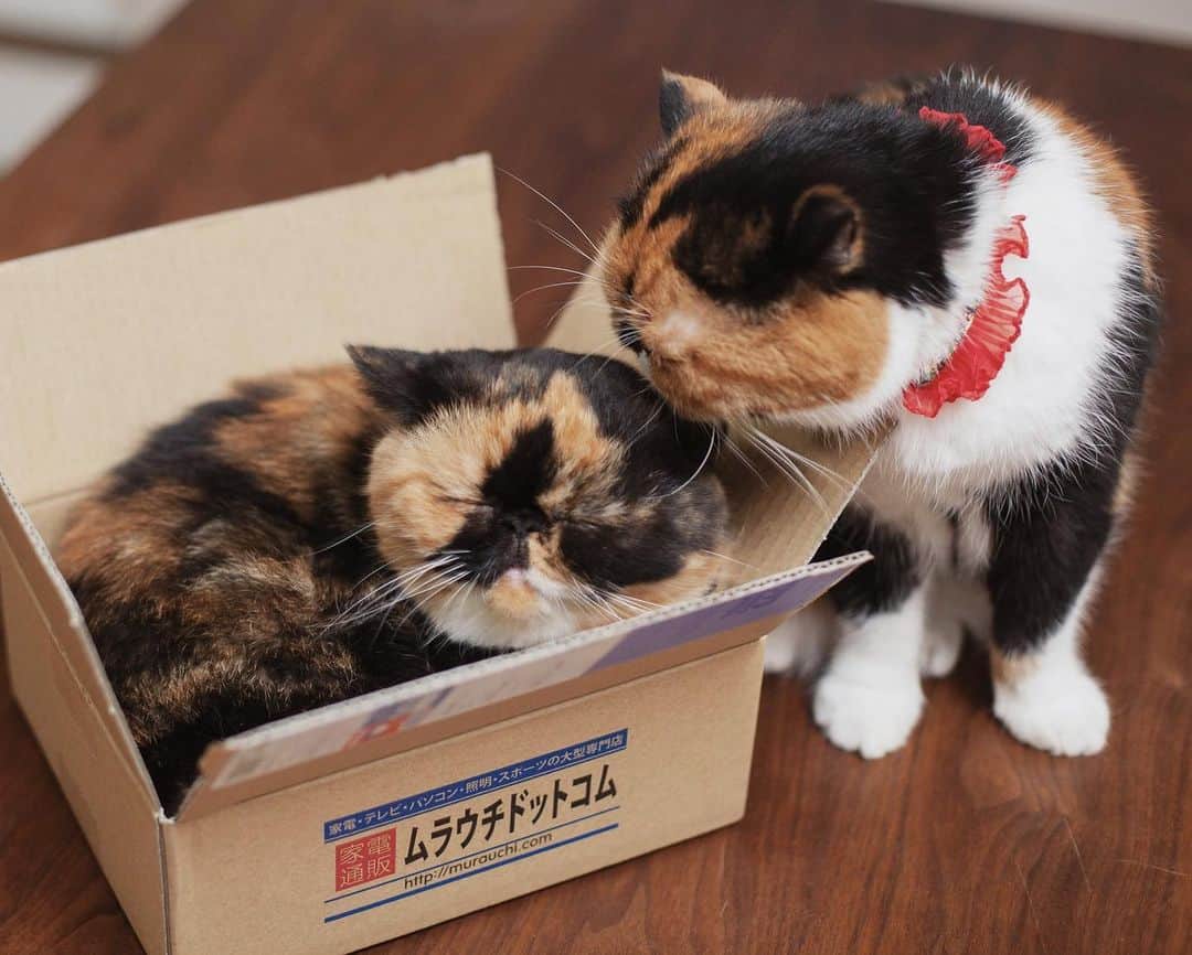 清水桜子さんのインスタグラム写真 - (清水桜子Instagram)「ごまが居なくなって3年。 ごまほど私のストーカーをするようなニャンコには今後出会えない気がするんだな。 猫にもそれぞれ個性があって。 もちろん、全部違って全部良いのだけれど。 ・ #ilovegoma #throwback #ごま」3月24日 3時09分 - sakuracos