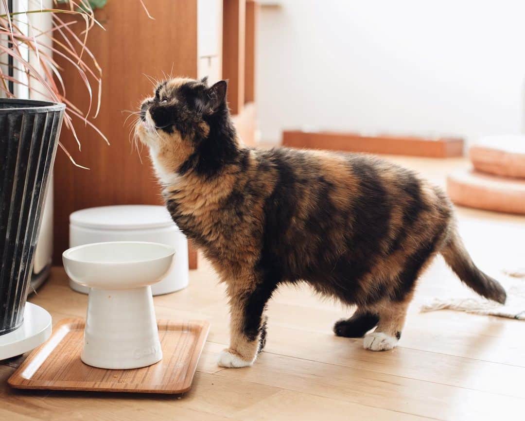 清水桜子さんのインスタグラム写真 - (清水桜子Instagram)「ごまが居なくなって3年。 ごまほど私のストーカーをするようなニャンコには今後出会えない気がするんだな。 猫にもそれぞれ個性があって。 もちろん、全部違って全部良いのだけれど。 ・ #ilovegoma #throwback #ごま」3月24日 3時09分 - sakuracos