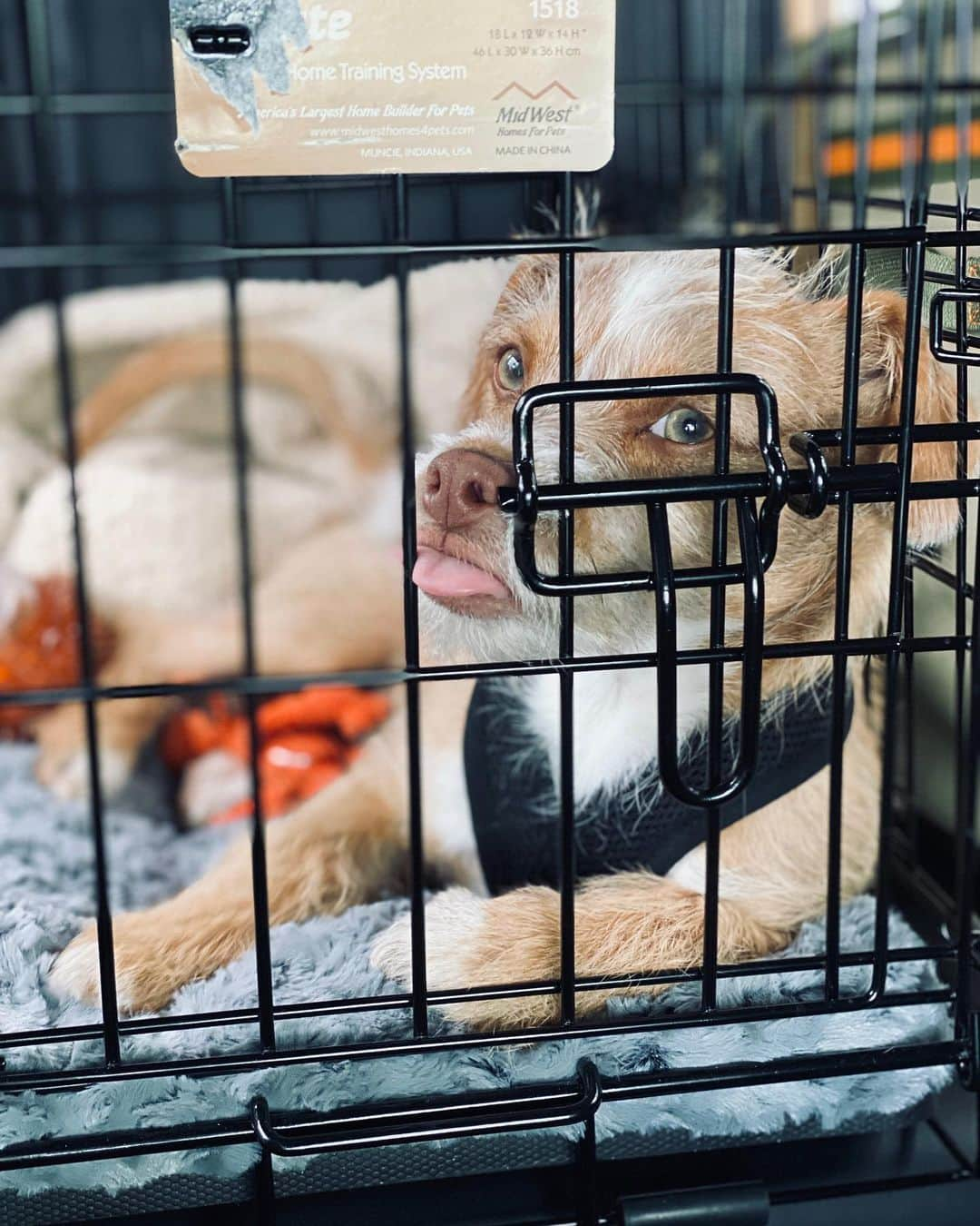 リリー・コリンズさんのインスタグラム写真 - (リリー・コリンズInstagram)「How @redforddog feels about quarantine on #nationalpuppyday...」3月24日 3時18分 - lilyjcollins