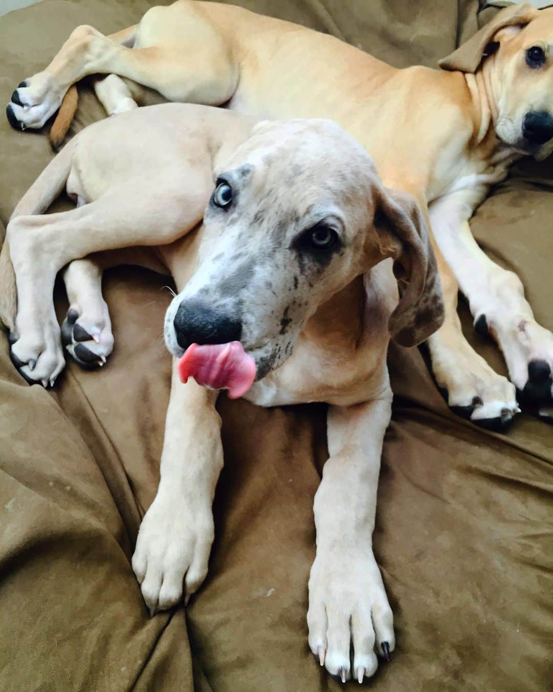のインスタグラム：「Happy #nationalpuppyday 🐾 🐾  missing the days when my #scoobydoos were this tiny 😭😍🥰 #ladyandlevi #greatdane #greatdanesofinstagram」