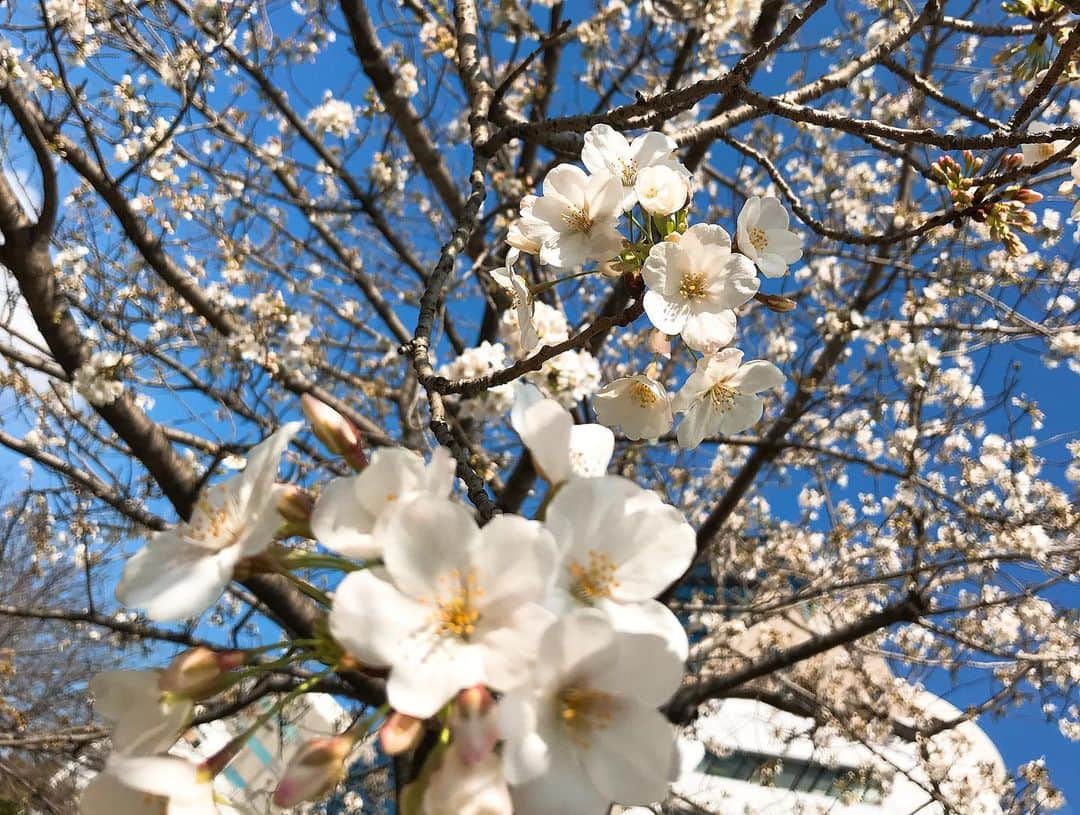 川原由維さんのインスタグラム写真 - (川原由維Instagram)「さくら🌸」3月24日 4時28分 - yui5520