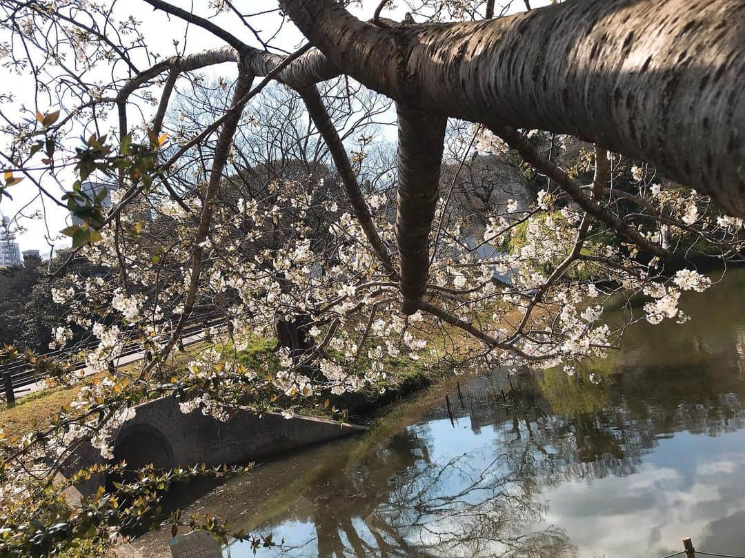 川原由維さんのインスタグラム写真 - (川原由維Instagram)「さくら🌸」3月24日 4時28分 - yui5520