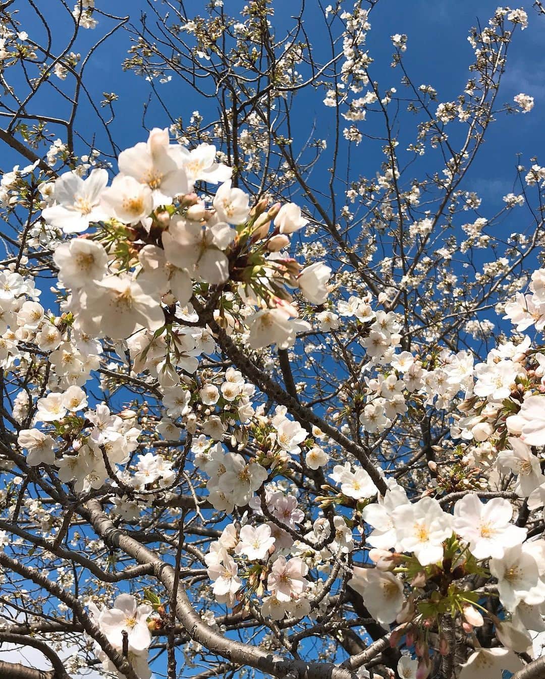 川原由維さんのインスタグラム写真 - (川原由維Instagram)「桜🌸 チューリップ🌷」3月24日 4時27分 - yui5520