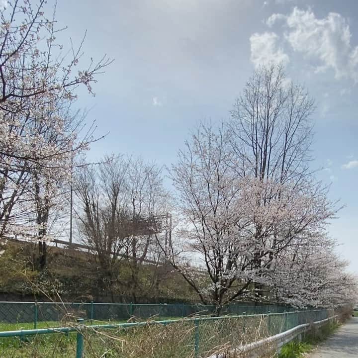 サンプラザ中野くんのインスタグラム：「#桜並木 #sakura」