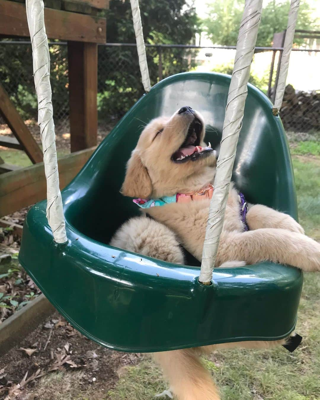 モヒートさんのインスタグラム写真 - (モヒートInstagram)「And now it’s Julep’s turn for #nationalpuppyday 🐾💜 ------------------------------- #chewy #goldensofig #goldenretriever  #goldenretrieversofinstagram #betterwithpets #dogsofig  #dogsofinstagram #fluffypack #gloriousgoldens #welovegoldens #ilovemydog #goldenlife #bestwoof #ProPlanDog #ilovegolden_retrievers #mydogiscutest #retrieversgram #dogsofcle #puppy」3月24日 6時12分 - mojito_rose_family