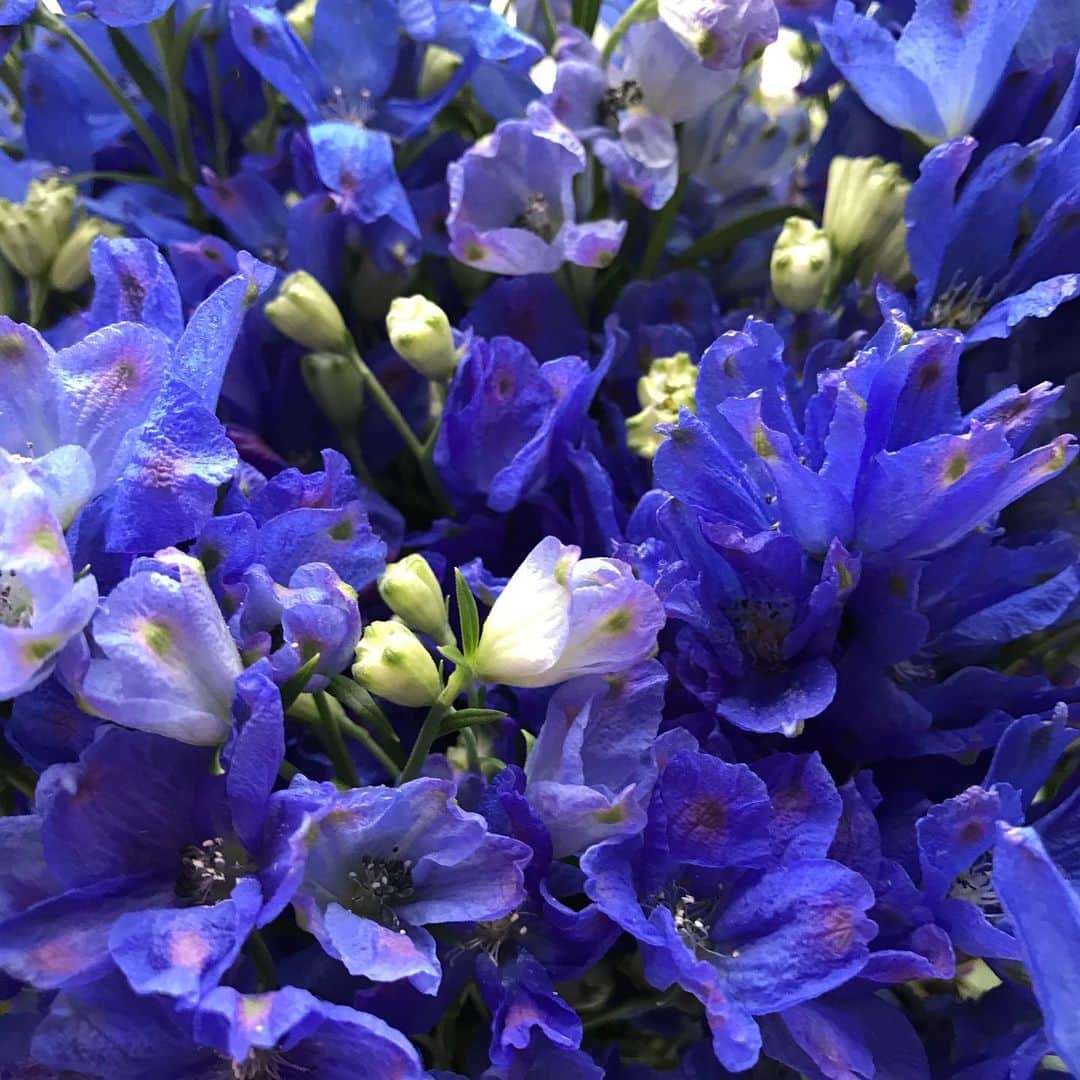 前野えまさんのインスタグラム写真 - (前野えまInstagram)「BLUE💙 ・ ・ #青 #青い花 #デルフィニウム #デルフィニウムブルー #花言葉 #清明 #高貴 #花のある暮らし #お花好きな人と繋がりたい #花と私 #前野えま  #blue #flower #delphinium #flowerstagram #girl #photography #portrait #portraitphotography  #follow #followme #instagram #instafollow #instagood #tagsforlikes #tflers #tagsforlikesapp #idol #actor #actress」3月24日 6時11分 - maeno_ema