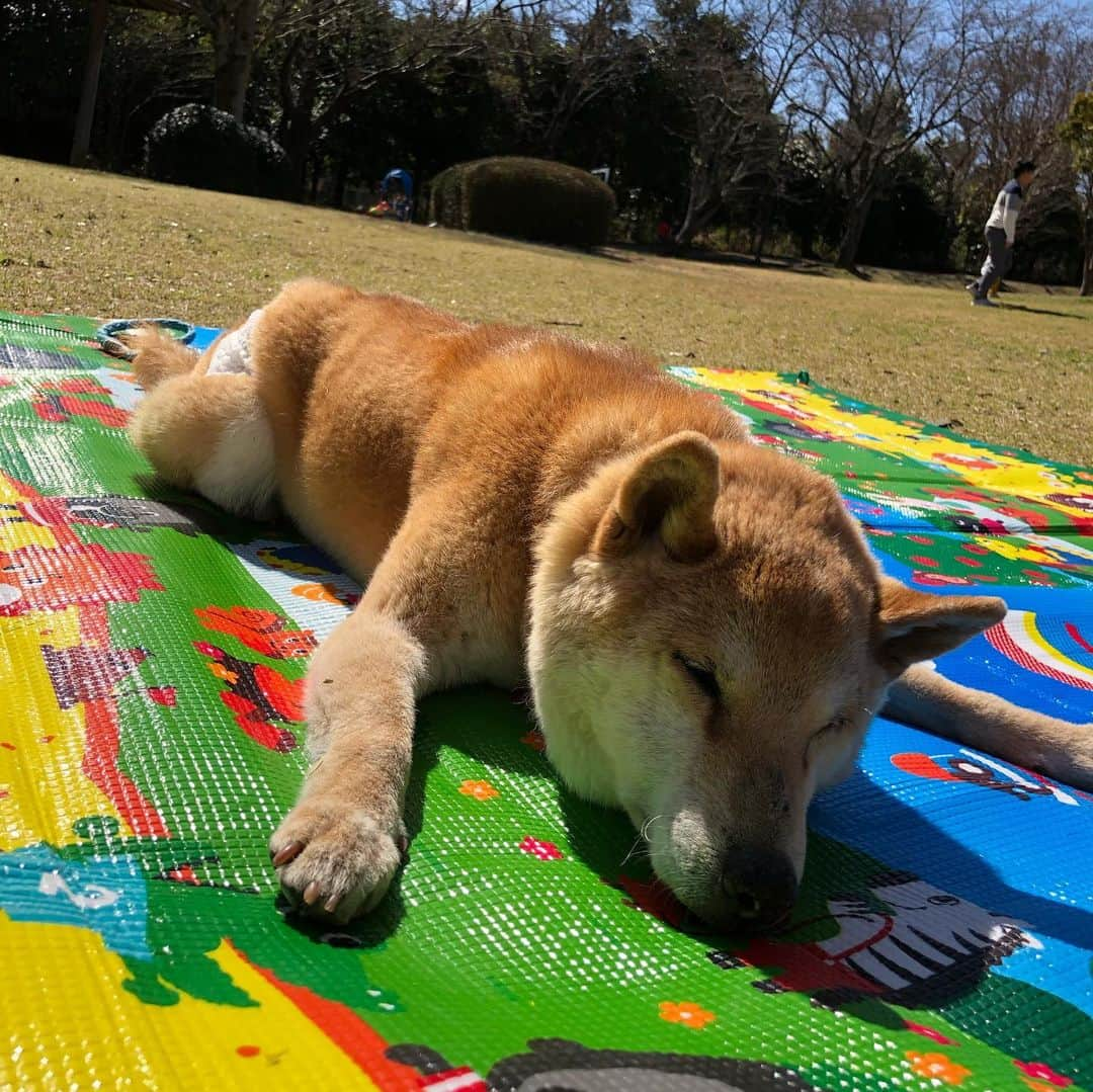 おーせさんのインスタグラム写真 - (おーせInstagram)「公園で爆睡じぃさま  ポカポカじゃーー ⠀ ⠀ #柴犬#譲渡犬#出会いは譲渡会#shiba#前庭疾患のあと#散歩道#15歳の老犬#柴スタグラム#笑う犬#犬好き#老犬#森家のかぞく旅⠀ #かぞく旅#わんこ旅#あきら号」3月24日 17時07分 - oosedon