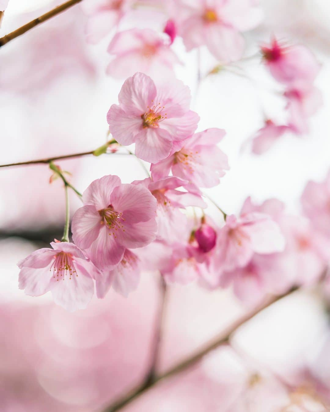 九州電力さんのインスタグラム写真 - (九州電力Instagram)「満開まではもう少し✨約1300本の桜が美しく咲く西公園🌸 . 福岡市のほぼ中央に位置する西公園は、「さくら名所100選」にも選ばれているんですよ✨ 西公園の中には、知る人ぞ知るパワースポット、光雲神社もあるんだとか😊 . 📍西公園 . . #九州電力 #kyuden #九電 #九州の灯り #九州ぐらむ #広がり同盟 #九州旅行 #九州 #九州愛 #kyushu #ふくおか #fukuokacity #福岡観光 #福岡旅行 #桜 #さくら #西公園 #cherryblossom #sakura #ソメイヨシノ #陽光桜 #福岡桜 #桜の季節 #cherryblossomseason #散歩日和  #ポカポカ陽気 #お散歩日和 #春の花 #光雲神社 #さくら名所100選」3月24日 17時00分 - kyuden_official