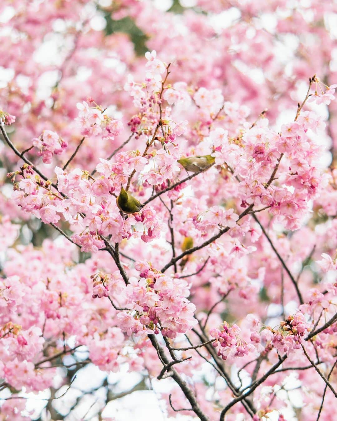 九州電力さんのインスタグラム写真 - (九州電力Instagram)「満開まではもう少し✨約1300本の桜が美しく咲く西公園🌸 . 福岡市のほぼ中央に位置する西公園は、「さくら名所100選」にも選ばれているんですよ✨ 西公園の中には、知る人ぞ知るパワースポット、光雲神社もあるんだとか😊 . 📍西公園 . . #九州電力 #kyuden #九電 #九州の灯り #九州ぐらむ #広がり同盟 #九州旅行 #九州 #九州愛 #kyushu #ふくおか #fukuokacity #福岡観光 #福岡旅行 #桜 #さくら #西公園 #cherryblossom #sakura #ソメイヨシノ #陽光桜 #福岡桜 #桜の季節 #cherryblossomseason #散歩日和  #ポカポカ陽気 #お散歩日和 #春の花 #光雲神社 #さくら名所100選」3月24日 17時00分 - kyuden_official