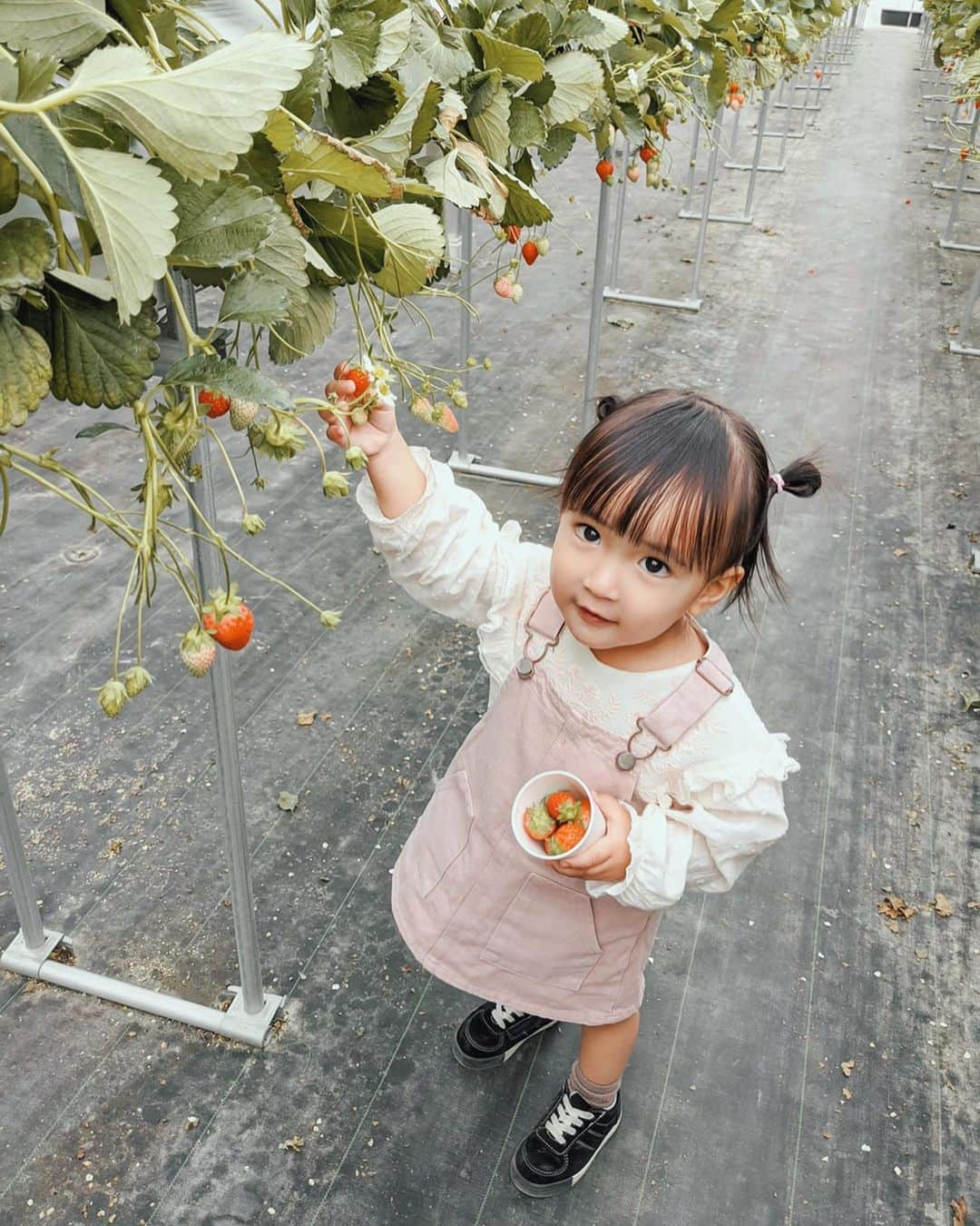 孫きょうさんのインスタグラム写真 - (孫きょうInstagram)「いちご狩り🍓﻿ ﻿ 最後の3枚は去年👶🏻﻿ いちごを頬張る姿からも見れる成長🍓﻿ ﻿ ﻿ #いちご #いちご狩り #イチゴ狩り #2歳 #2歳6ヶ月 #zara #zarakids」3月24日 17時00分 - sonkyou1013