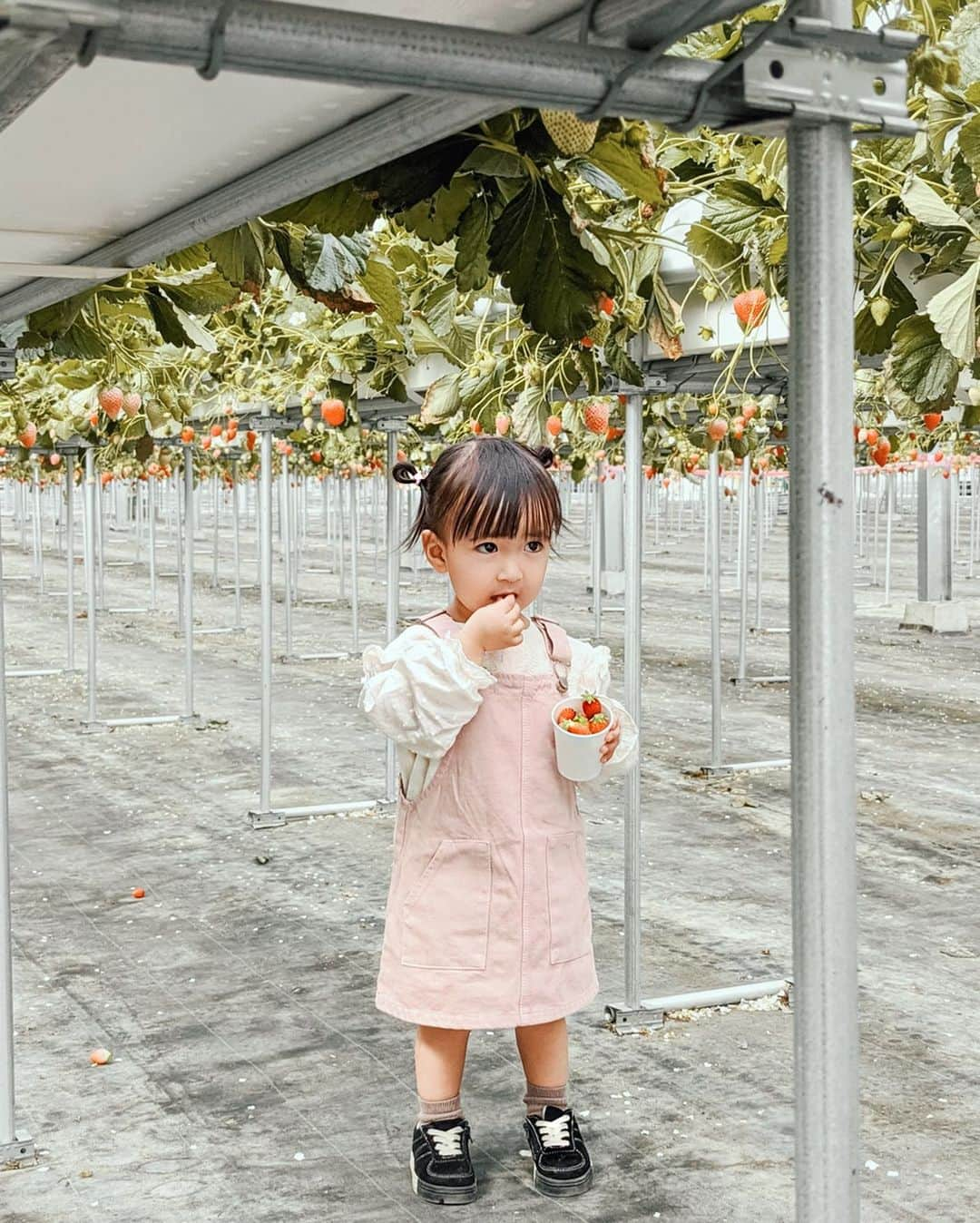 孫きょうさんのインスタグラム写真 - (孫きょうInstagram)「いちご狩り🍓﻿ ﻿ 最後の3枚は去年👶🏻﻿ いちごを頬張る姿からも見れる成長🍓﻿ ﻿ ﻿ #いちご #いちご狩り #イチゴ狩り #2歳 #2歳6ヶ月 #zara #zarakids」3月24日 17時00分 - sonkyou1013