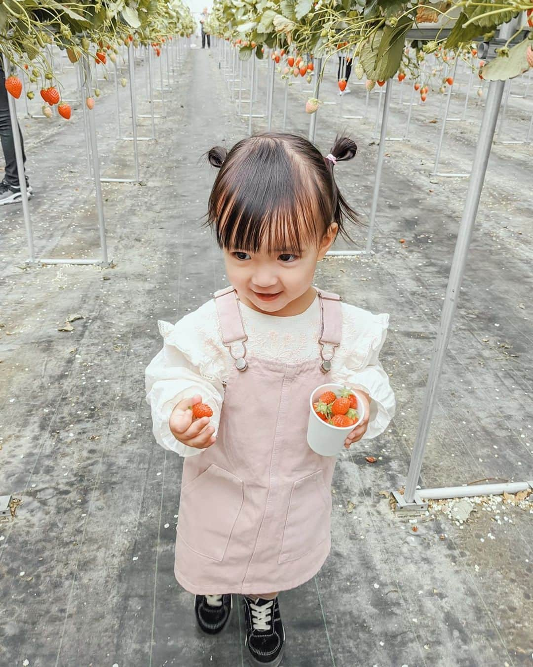 孫きょうさんのインスタグラム写真 - (孫きょうInstagram)「いちご狩り🍓﻿ ﻿ 最後の3枚は去年👶🏻﻿ いちごを頬張る姿からも見れる成長🍓﻿ ﻿ ﻿ #いちご #いちご狩り #イチゴ狩り #2歳 #2歳6ヶ月 #zara #zarakids」3月24日 17時00分 - sonkyou1013