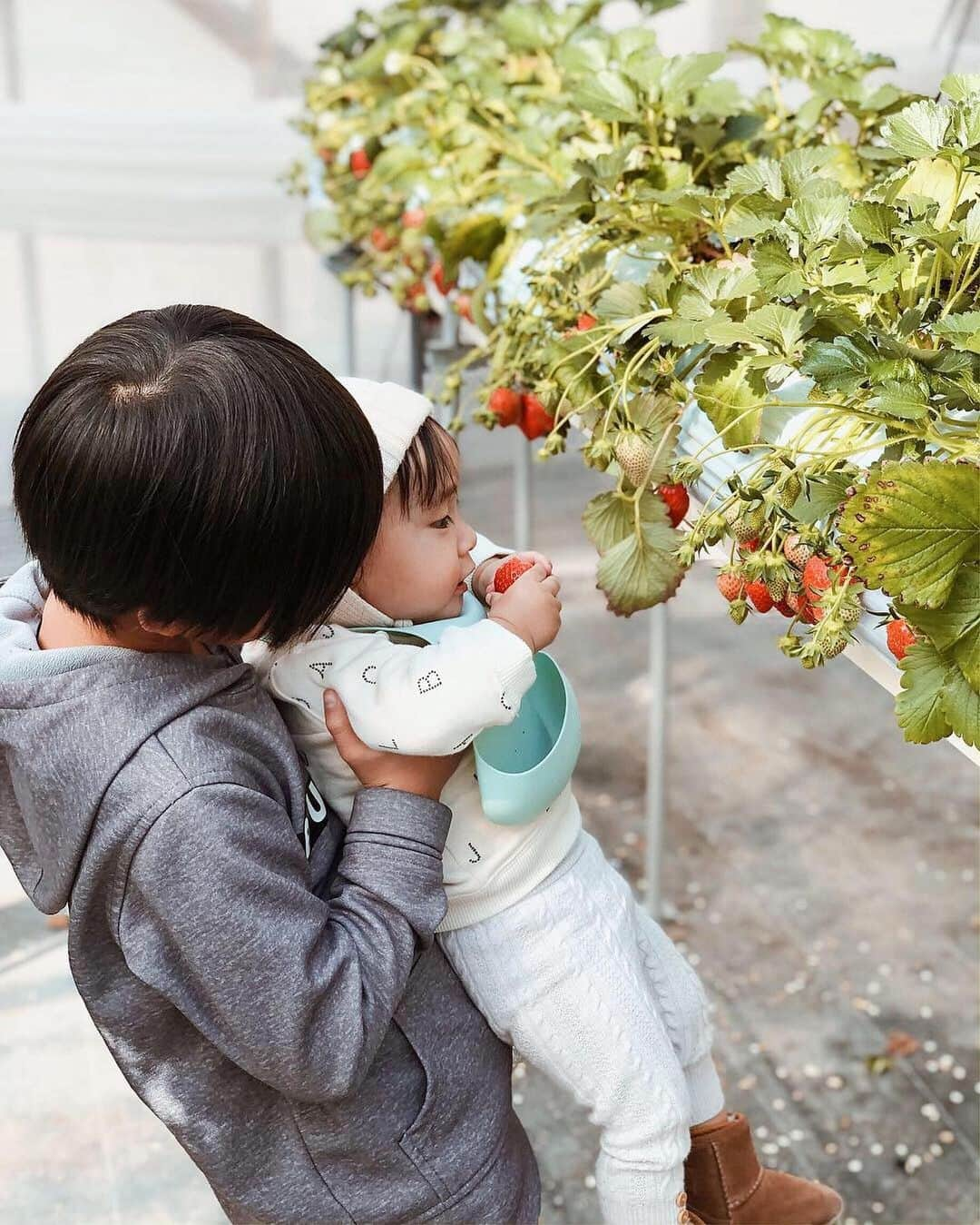 孫きょうさんのインスタグラム写真 - (孫きょうInstagram)「いちご狩り🍓﻿ ﻿ 最後の3枚は去年👶🏻﻿ いちごを頬張る姿からも見れる成長🍓﻿ ﻿ ﻿ #いちご #いちご狩り #イチゴ狩り #2歳 #2歳6ヶ月 #zara #zarakids」3月24日 17時00分 - sonkyou1013