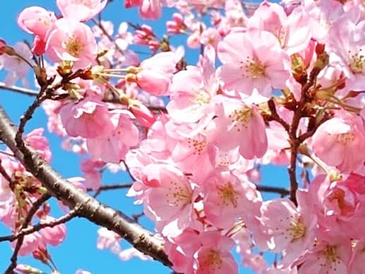 アキ（荒木良明）さんのインスタグラム写真 - (アキ（荒木良明）Instagram)「美しく咲いてますよー🌸  #桜 #sakura #いぃよぉー #新喜劇アキ #そういう時期でしょ」3月24日 15時36分 - mizutamareppuaki