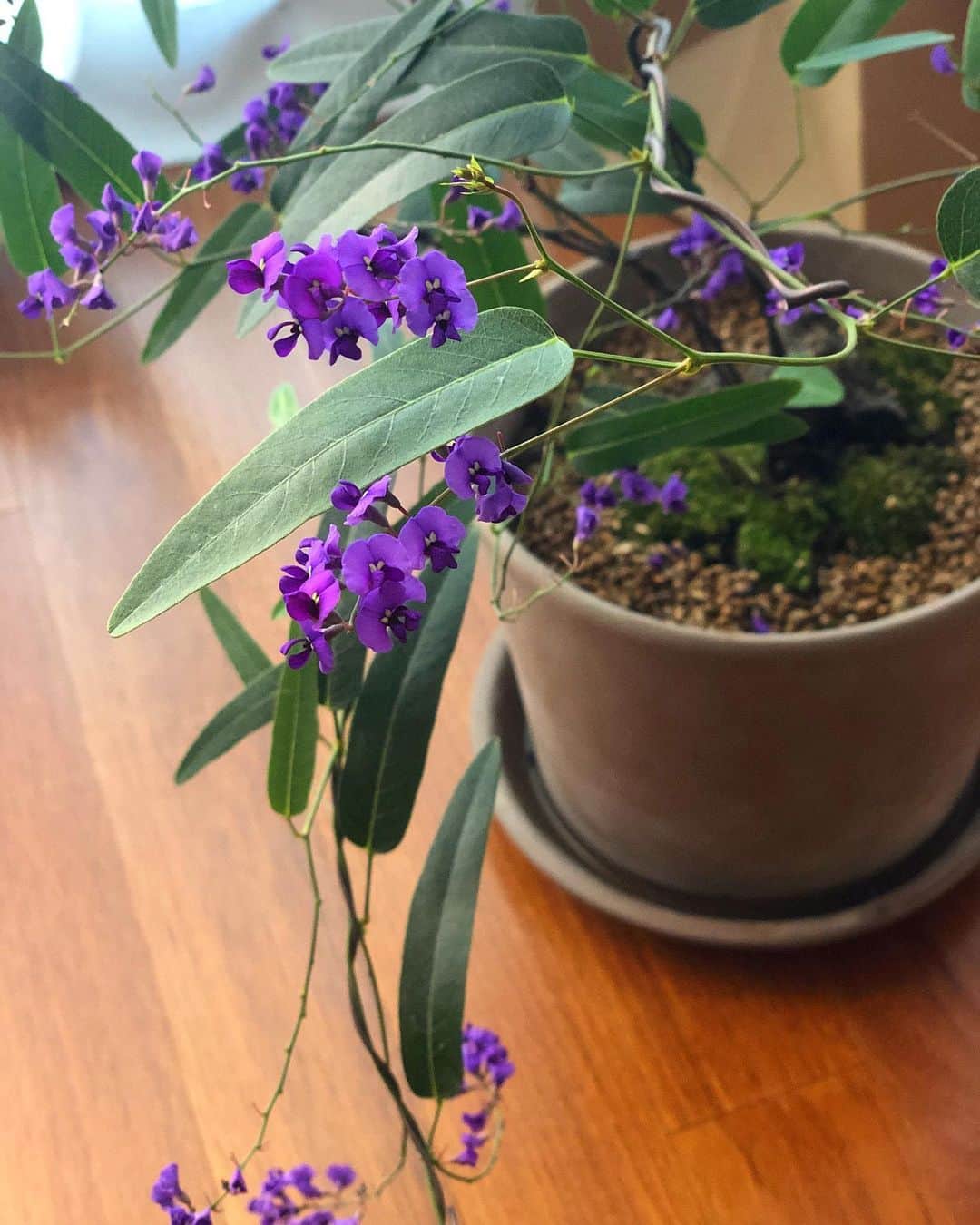 イム・スジョンのインスタグラム：「너가 돌아와서 나는 정말 기뻐..🌱💜 보라꽃 싸리나무가 죽을듯이 아팠다. 잘 견뎌주어 한달만에 나에게로 돌아왔다. 고마워.. 앞으로 내가 잘할게🌿」