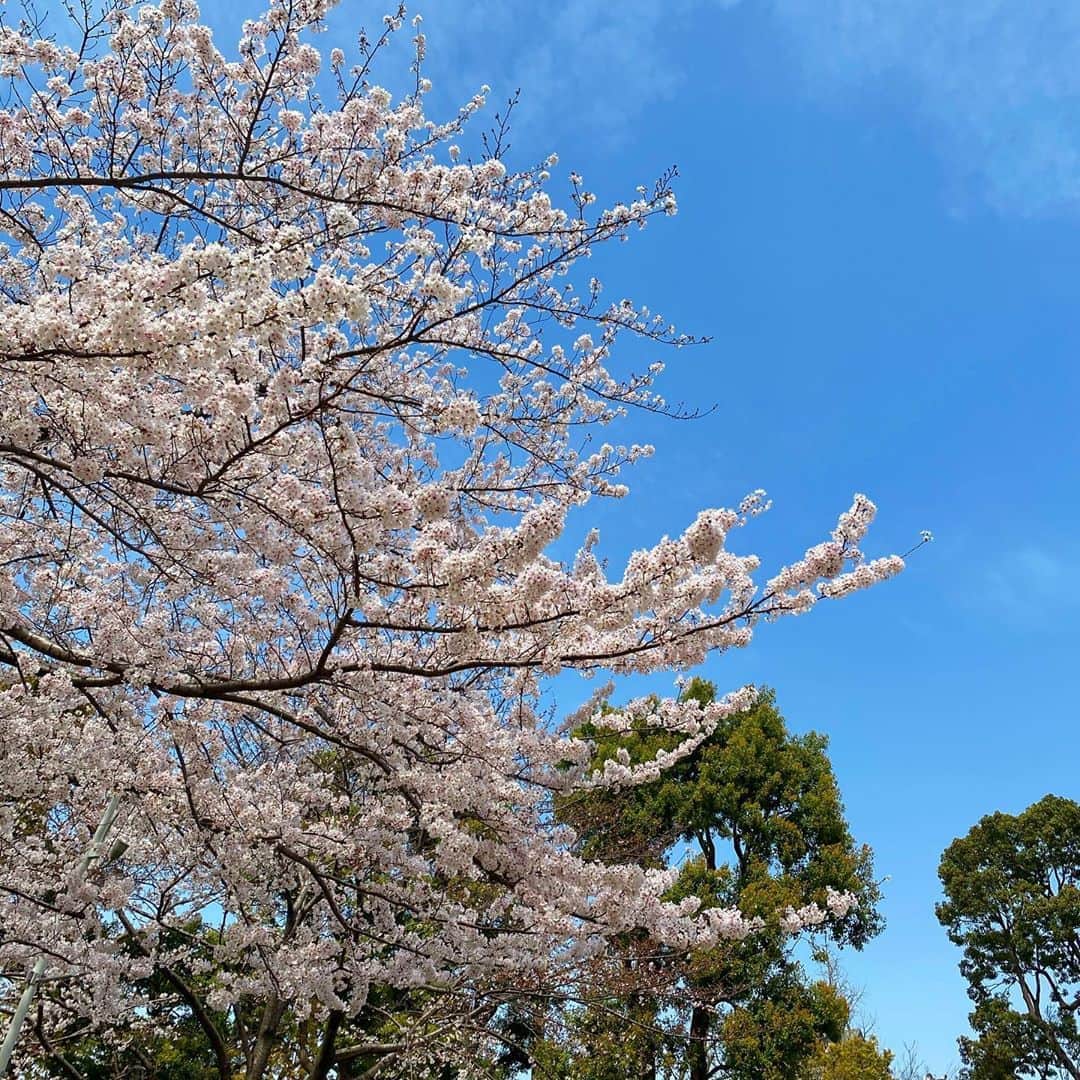 我謝レイラニさんのインスタグラム写真 - (我謝レイラニInstagram)「春を感じたよ🌸 でもせっかく桜咲き始めたのに、、今週末から雨予報なのね😭悲しい〜〜〜」3月24日 16時04分 - leila___ni