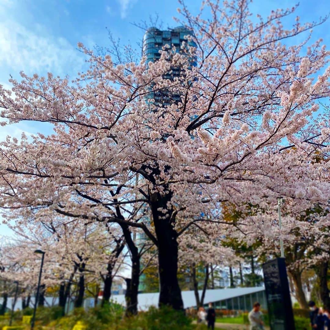 我謝レイラニのインスタグラム：「春を感じたよ🌸 でもせっかく桜咲き始めたのに、、今週末から雨予報なのね😭悲しい〜〜〜」