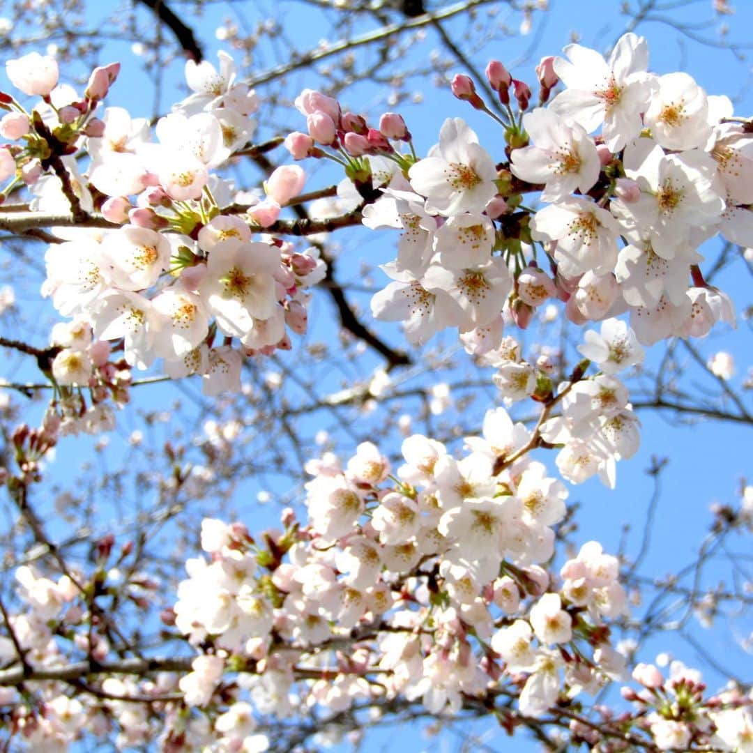 こどもの国キッズダムのグルメインスタ