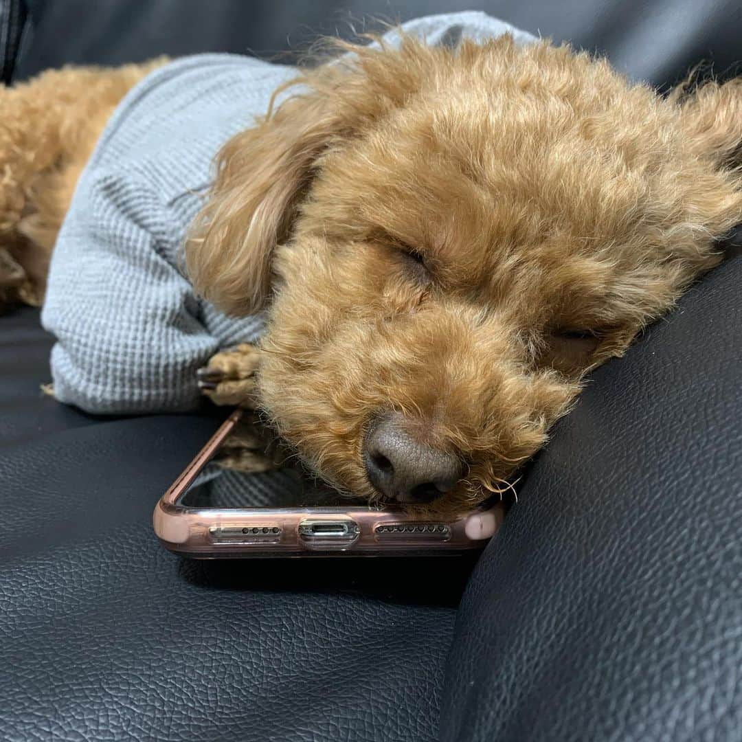 こんどうようぢのインスタグラム：「パパの携帯の上で爆睡し始めて わざわざ前の携帯充電して カメラ起動して撮った。かわいい。」