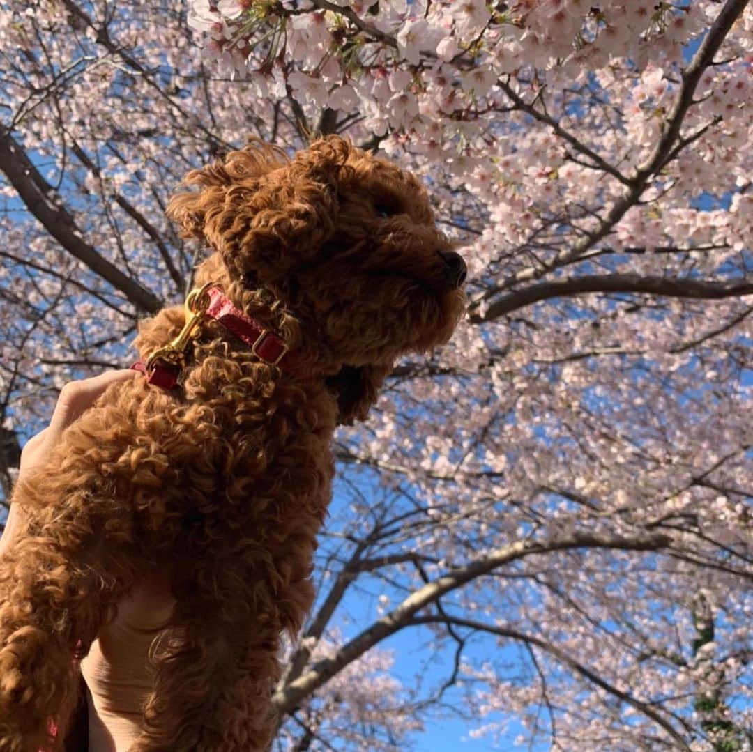 五味隆典さんのインスタグラム写真 - (五味隆典Instagram)「お花見🌸#散歩#肉球#桜#らら」3月24日 16時22分 - takanorigomi