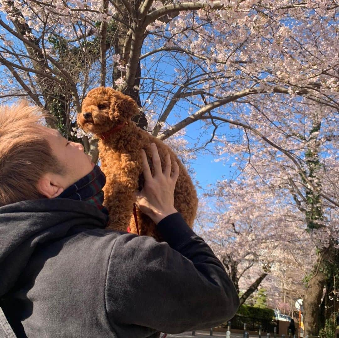 五味隆典さんのインスタグラム写真 - (五味隆典Instagram)「お花見🌸#散歩#肉球#桜#らら」3月24日 16時22分 - takanorigomi